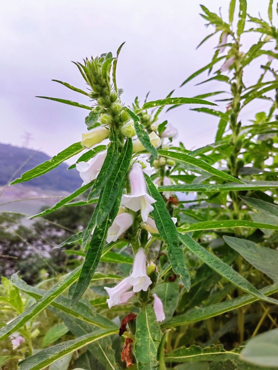 芝麻树图片野生图片