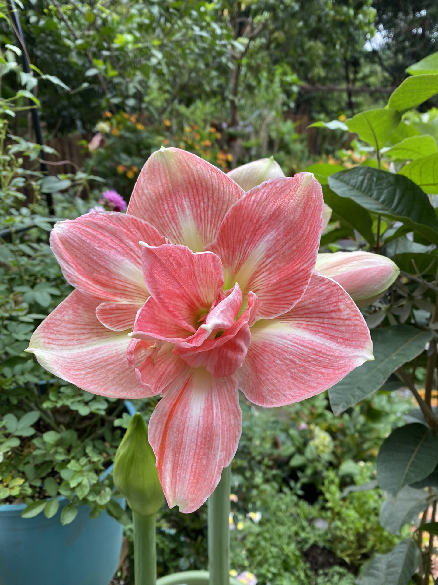 朱顶红:可爱妮芙 超级好看的品种,花瓣厚实花期长,这是初开时拍的