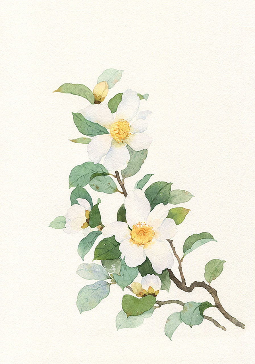水彩手绘|白色山茶花 冬天那么冷,它却在悄然开放