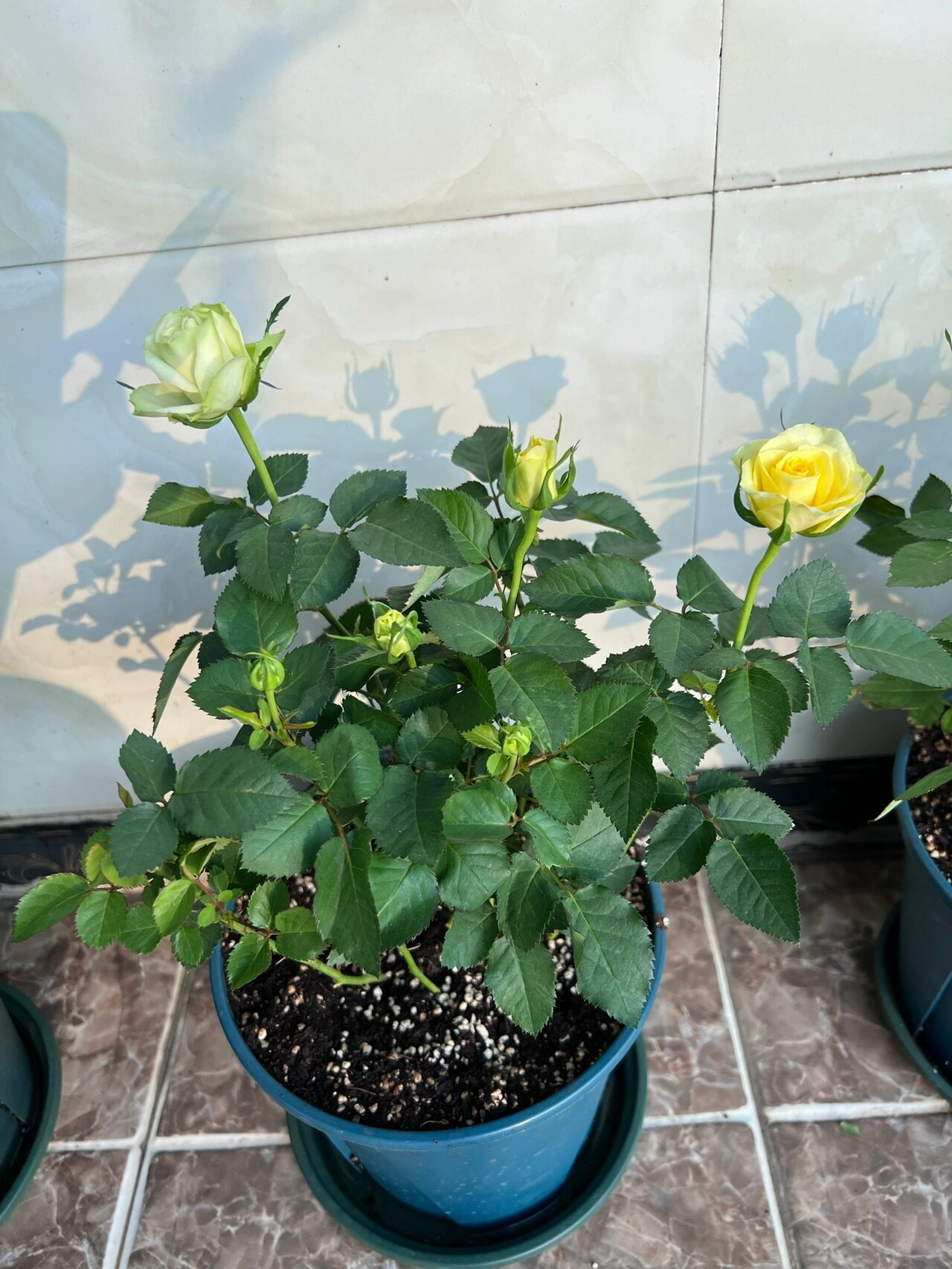 绿美人月季开出了两个色