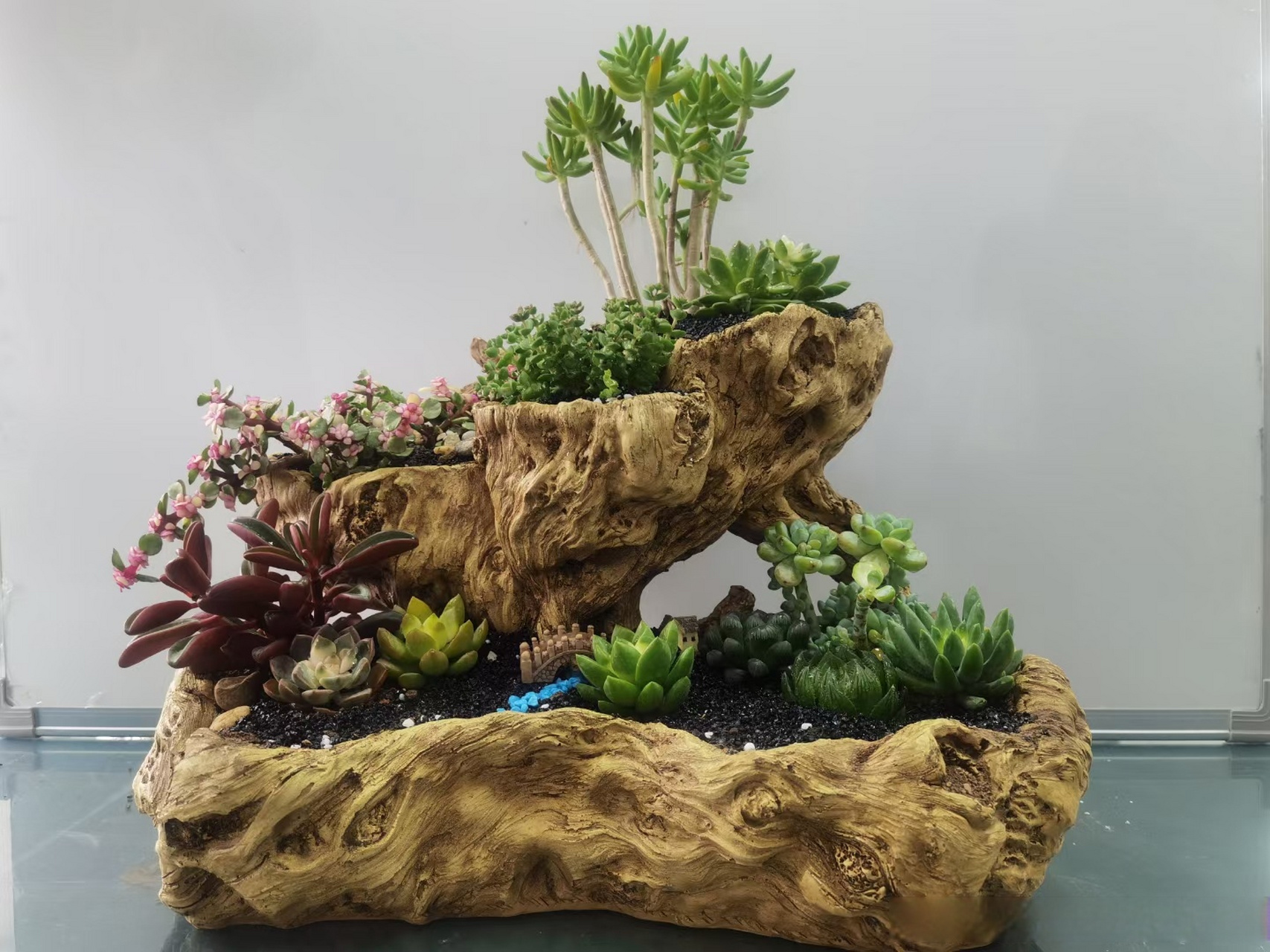 光影西农#  风景园林艺术学院组合盆栽大赏