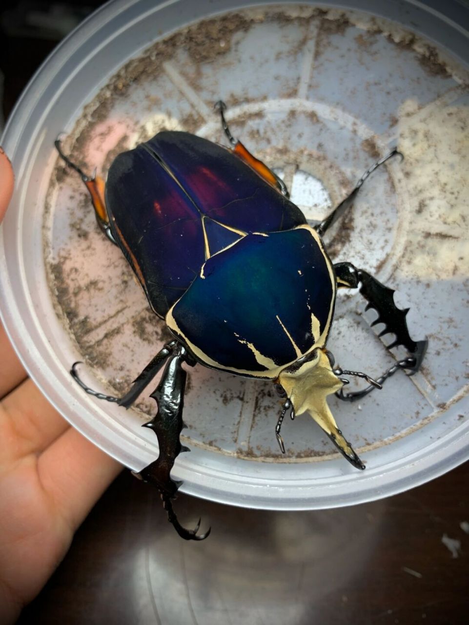 乌干达花金龟 极光蓝紫色大个体