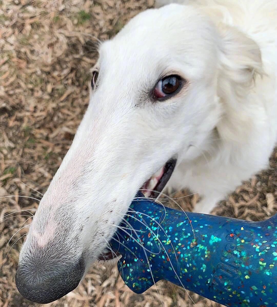 大长脸, 苏俄猎狼犬  波索尔(俄罗斯猎狼犬)是作为在开阔地区追逐野兽