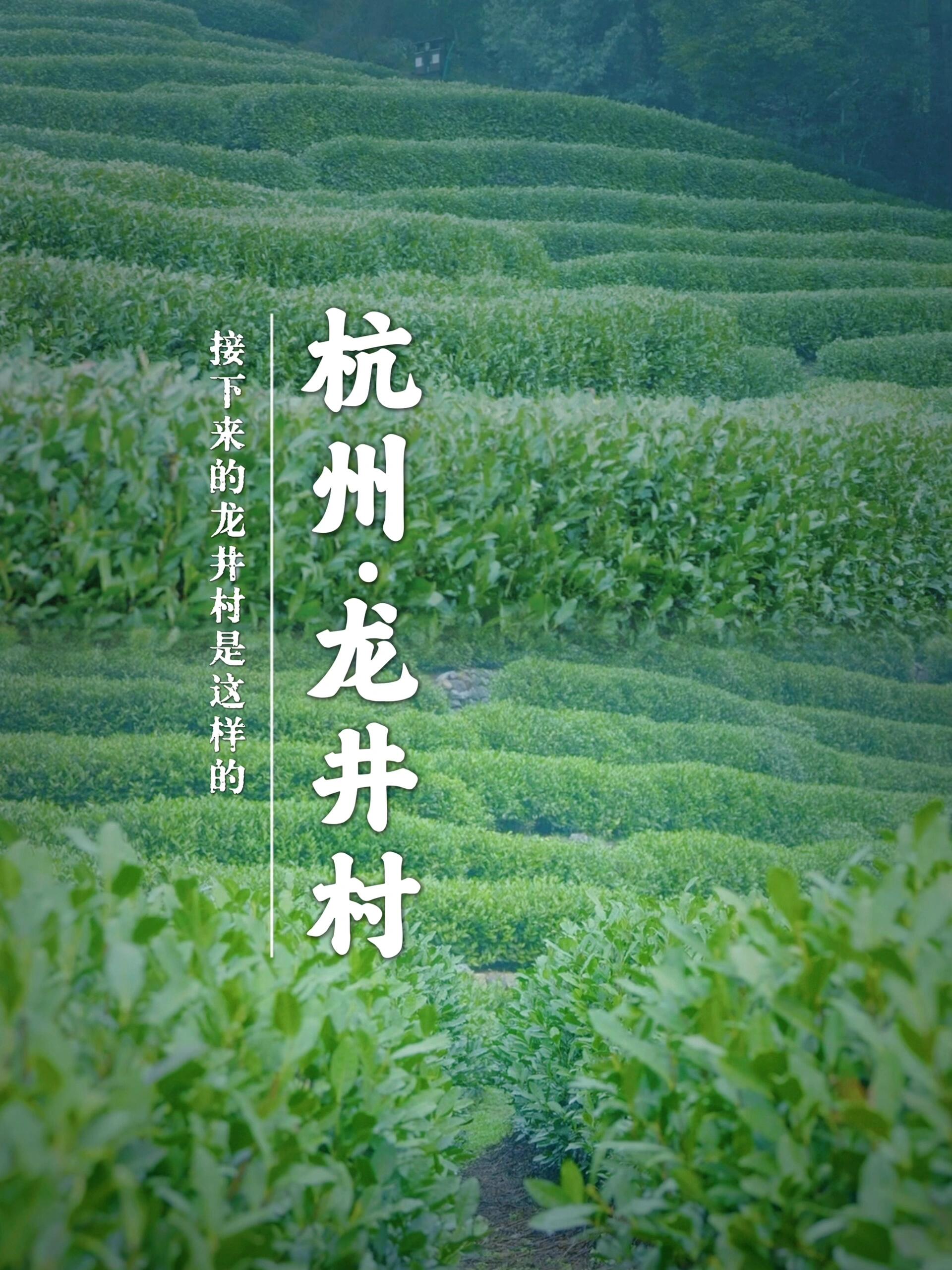 3月的龙井村,是真正的人间仙境