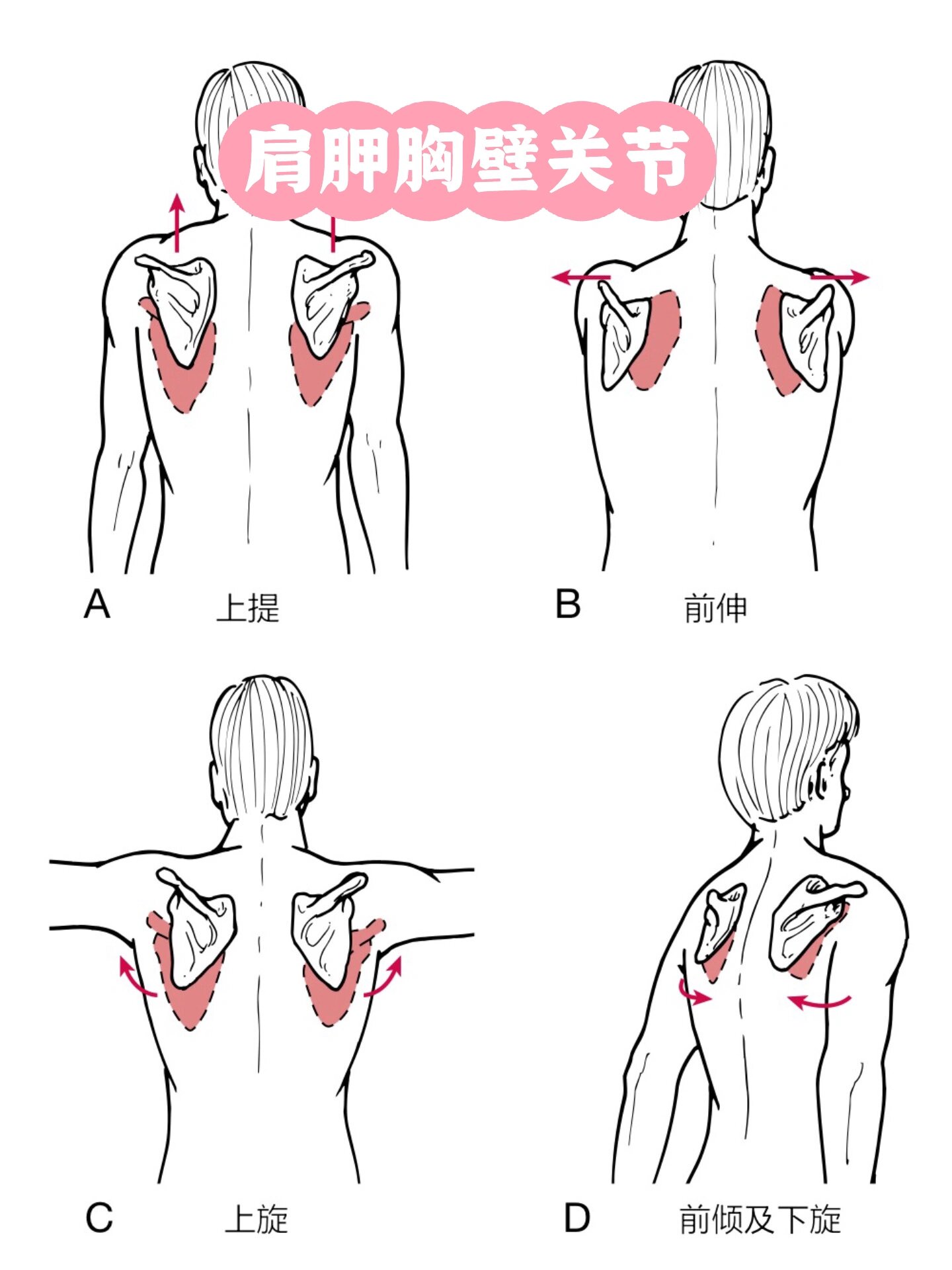 肩胛胸壁关节图解图片