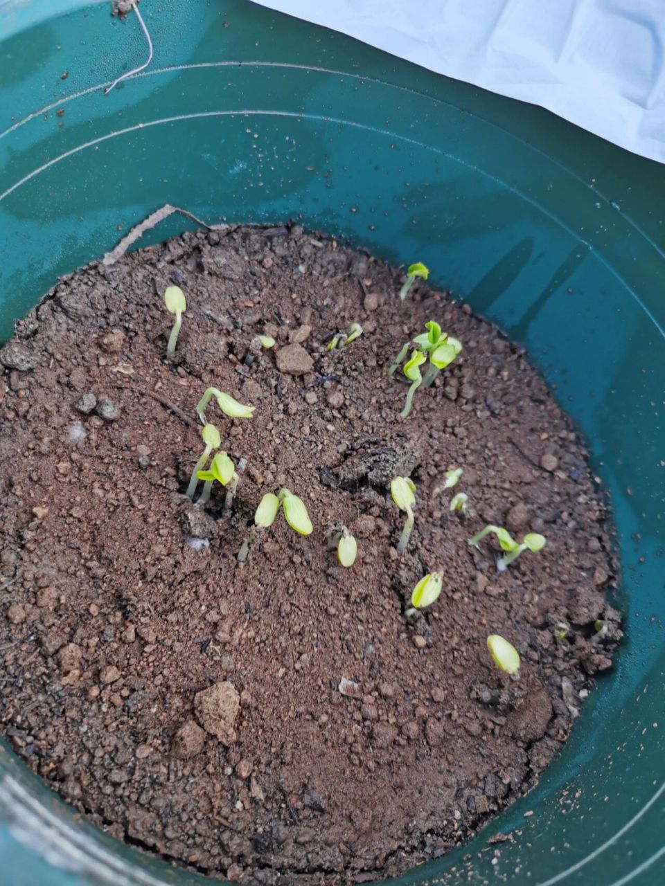 从种子到结果(一) 我决定从今天开始,每天都记录水果黄瓜的生长过程