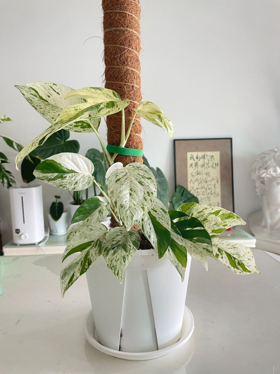 薄荷麒麟尾锦|上柱换盆篇 好久没管它,任它自由生