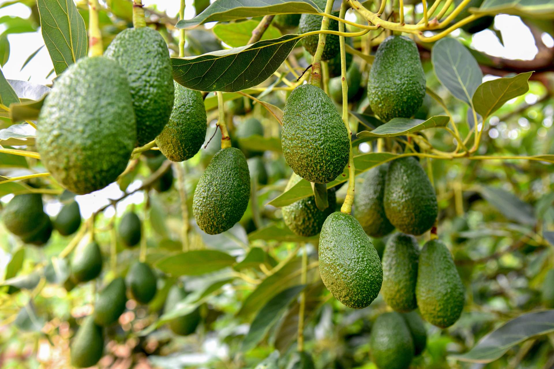 撒金融"底肥",助力孟连县牛油果成为边疆"致富果" 为全力支持普洱市