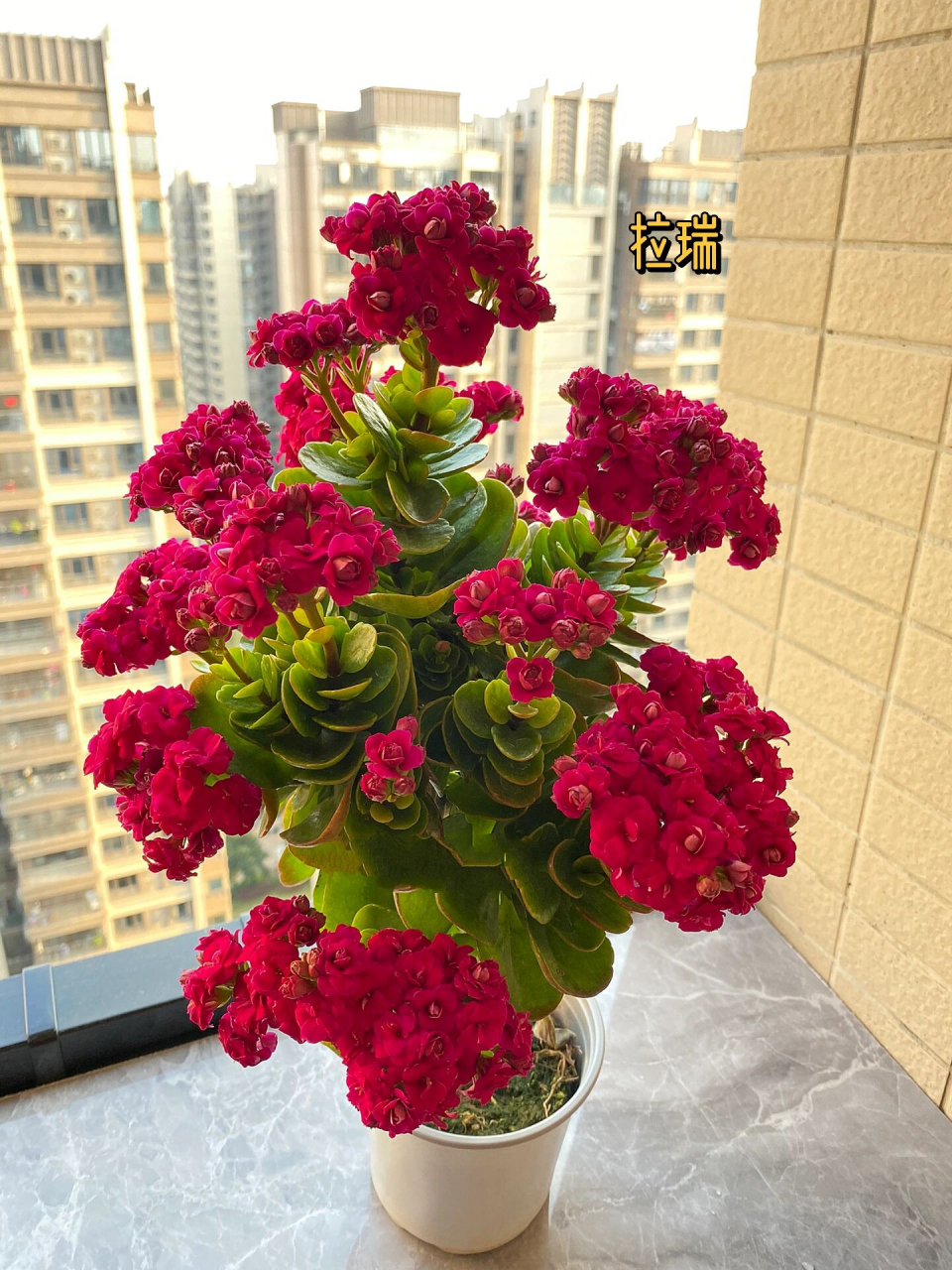 9图9品种,80个长寿花品种介绍与开花欣赏(6)   长寿花盛花期来了,史上