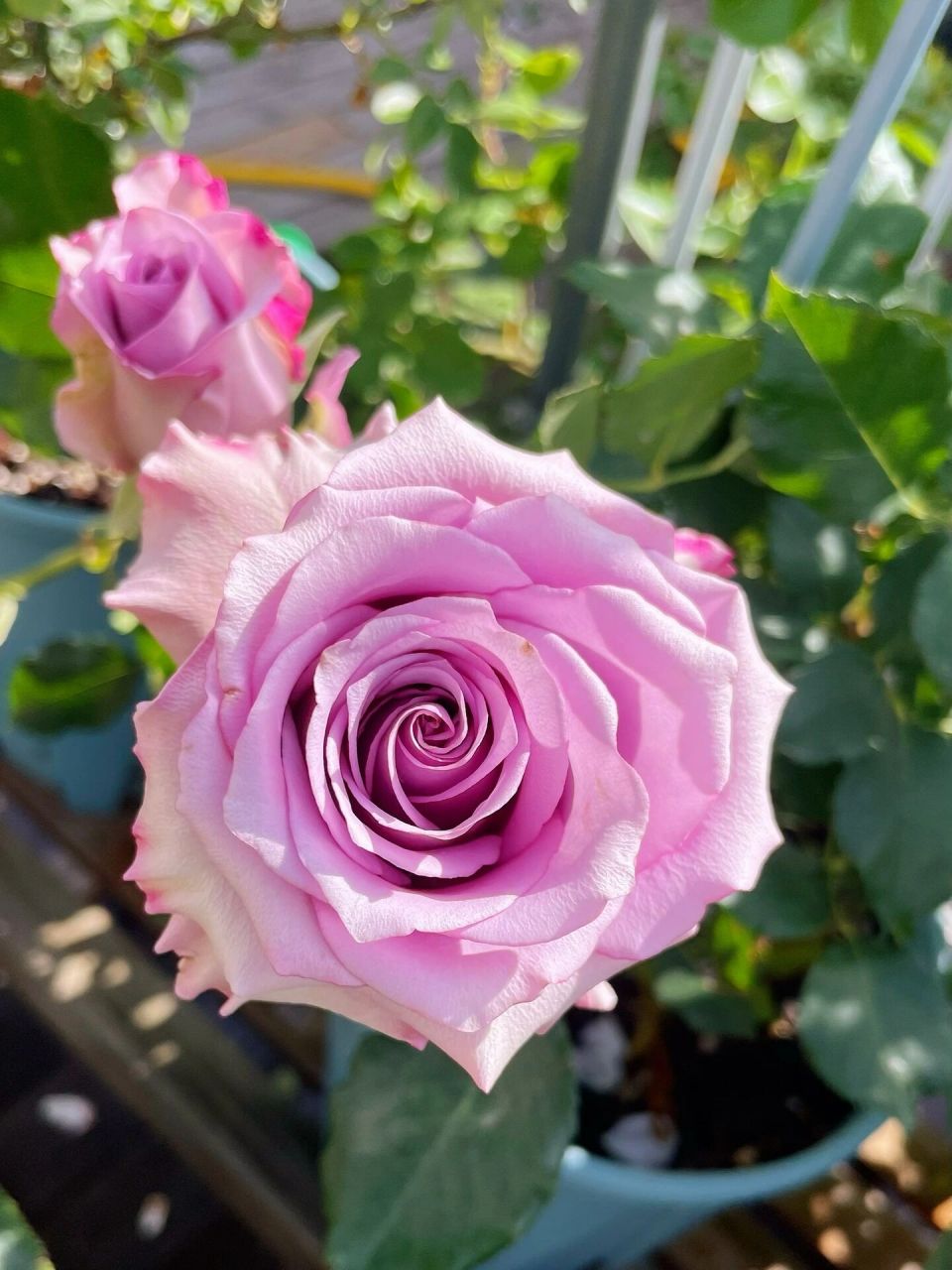 紫霞仙子,一款被严重低估的紫色切花月季 当大家在疯狂种草乔伊斯,黑