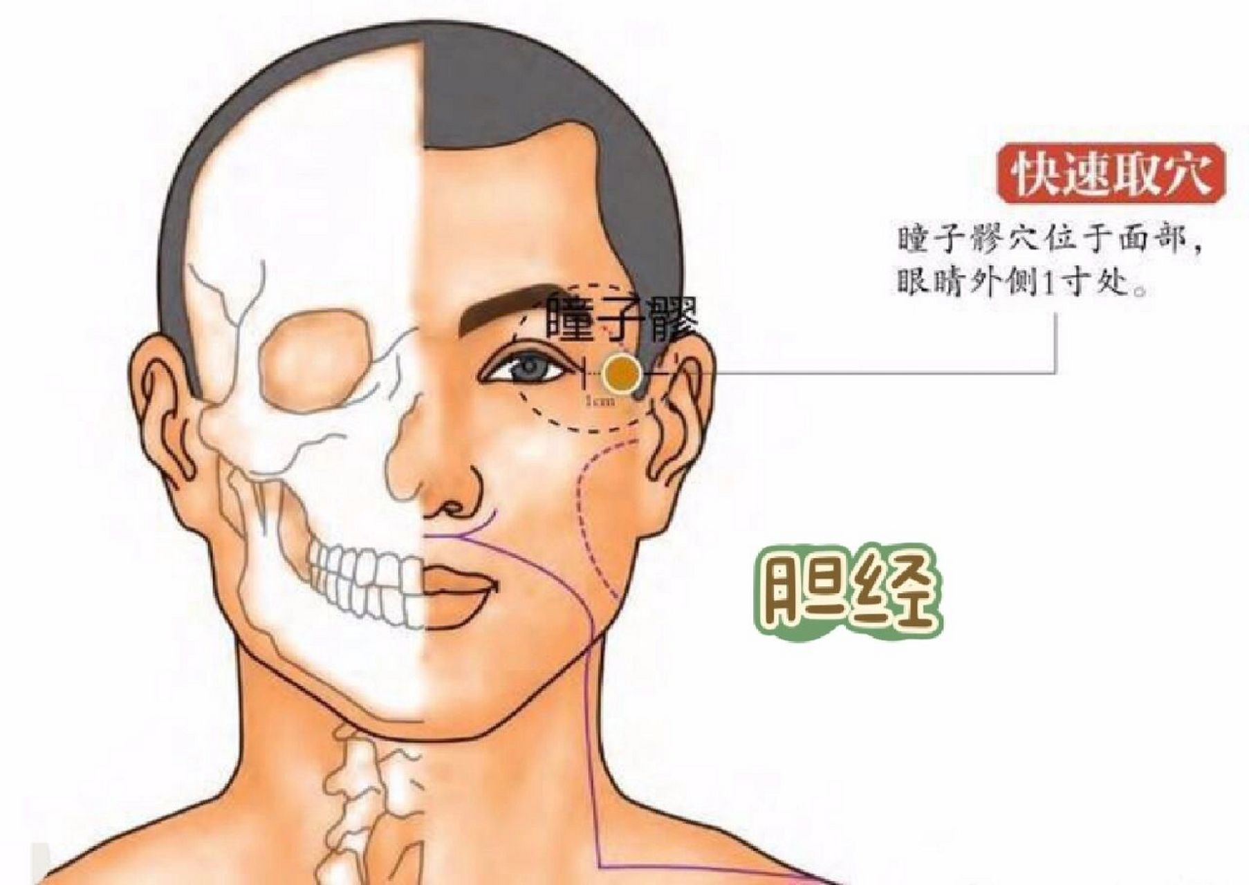 胆经瞳子髎,胆经第一个穴位.