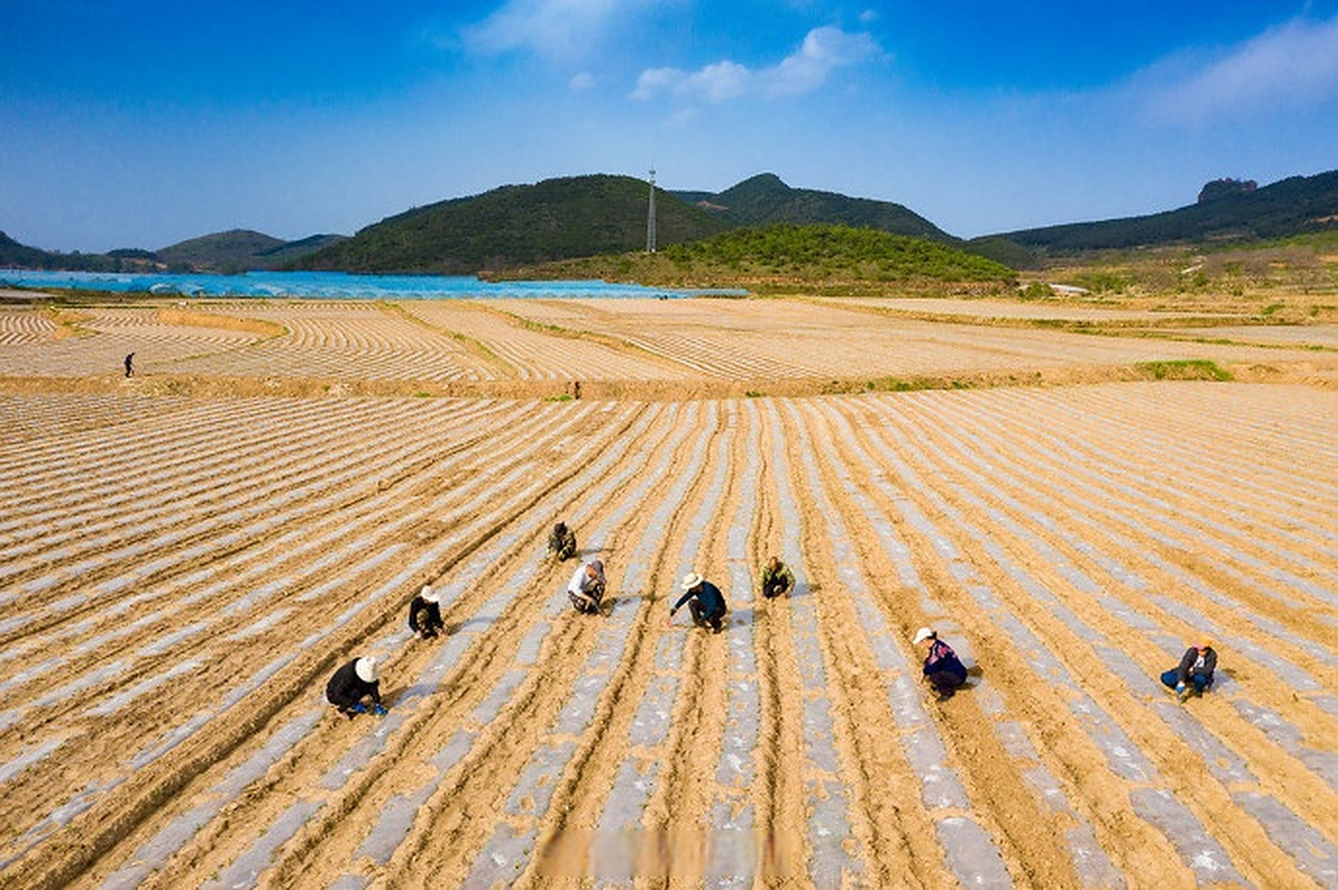 【太行山上耕种忙】近日,左权县芹泉镇上庄村,羊角乡泊里村的农民对田