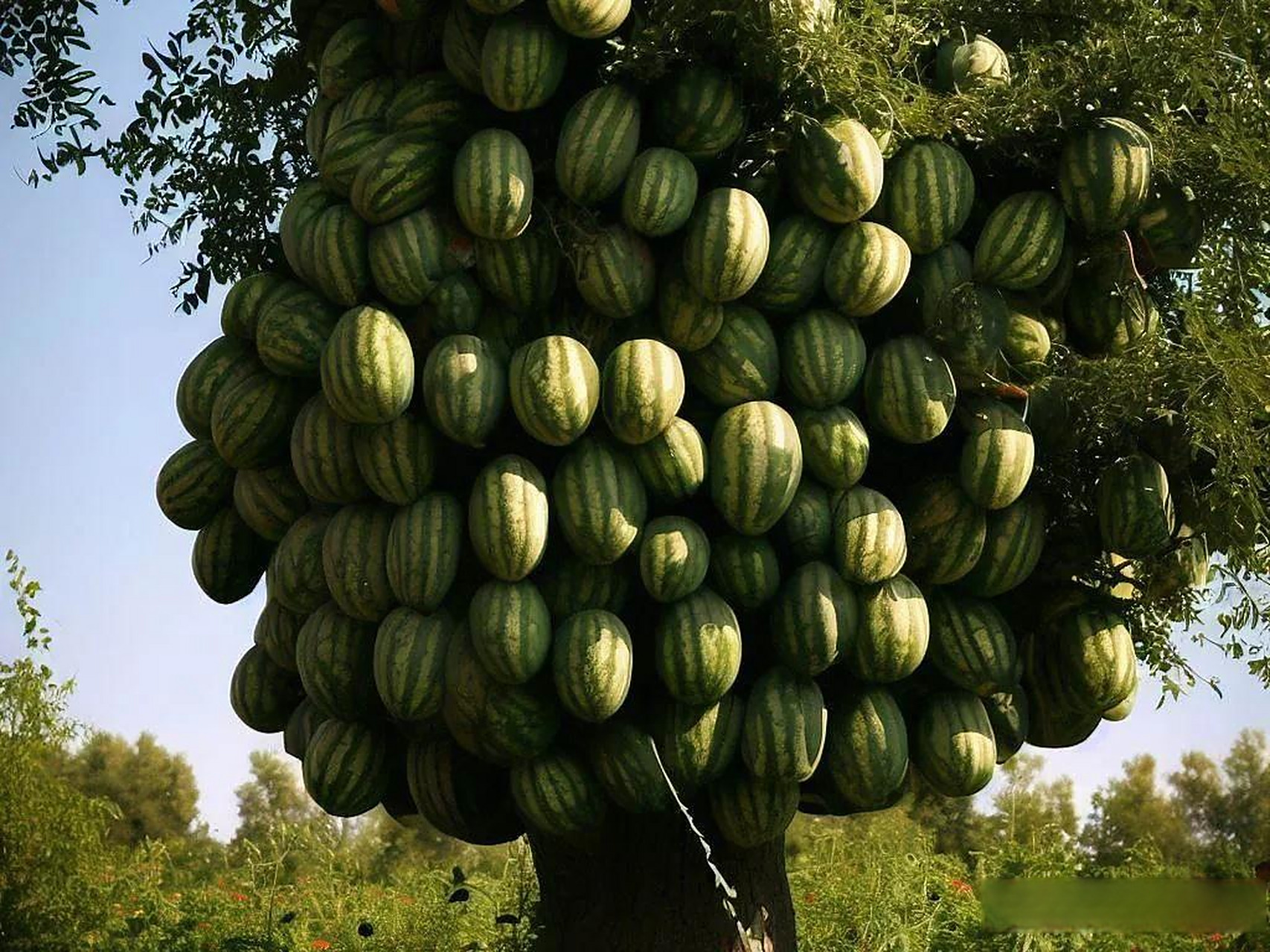 你有没有想过,如果大树上长满了西瓜,会是什么样子?