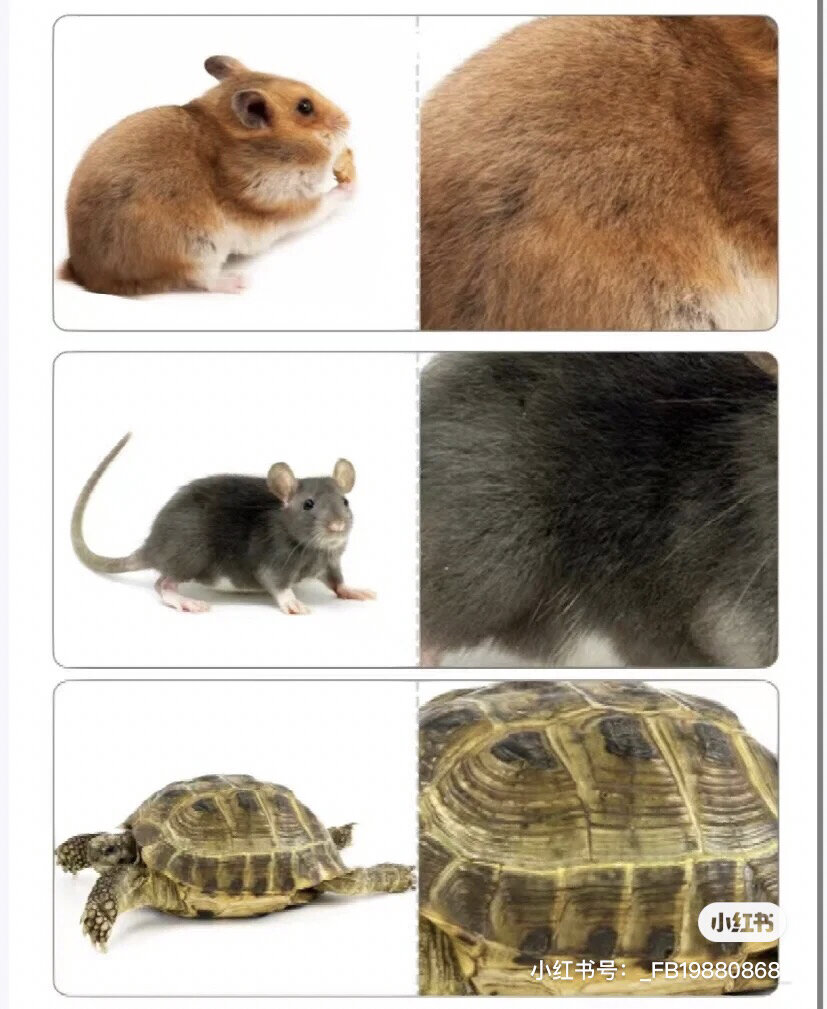 最真实动物皮肤图 动物皮毛配对 实物图片认知启蒙最好啦!