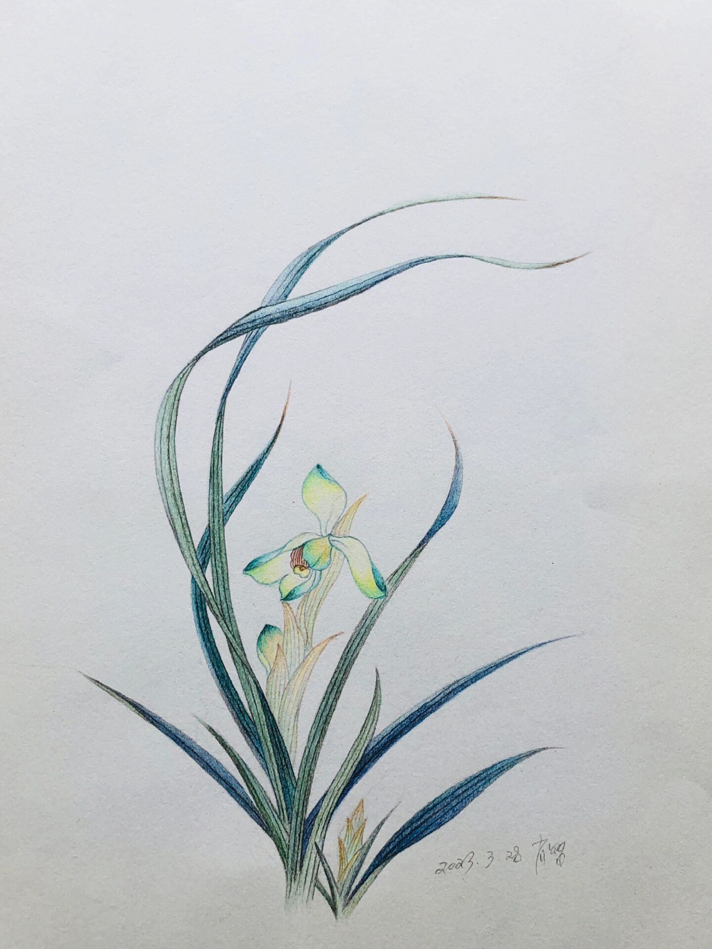 野生的兰花上市,开花时特别香; 纸:4开普通素描纸