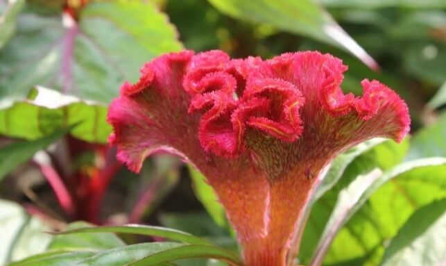 记录认识的中药材 59 | 鸡冠花 99药材名: 鸡冠花(苋科) 99别名