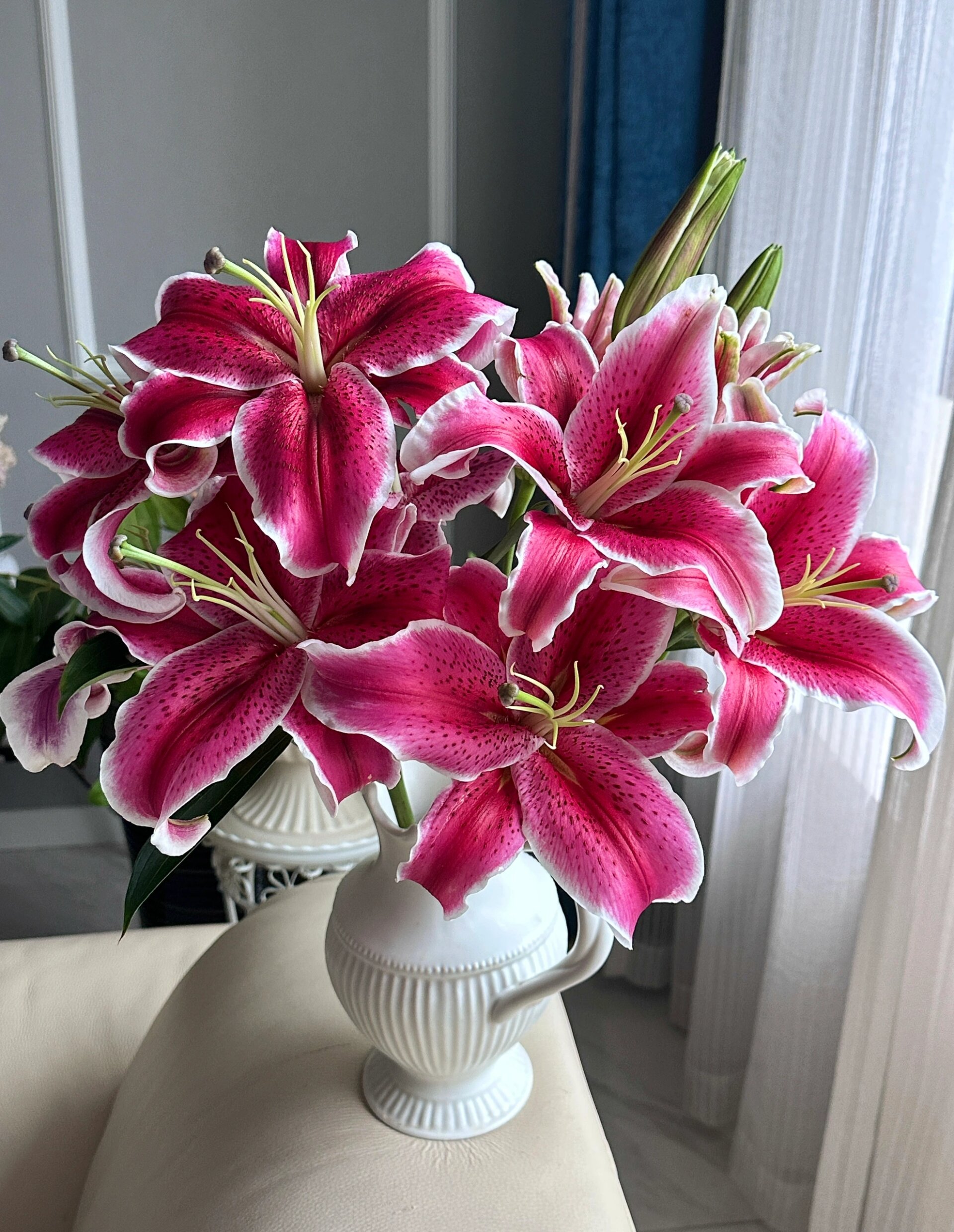 卡瓦娜百合(黑美人)