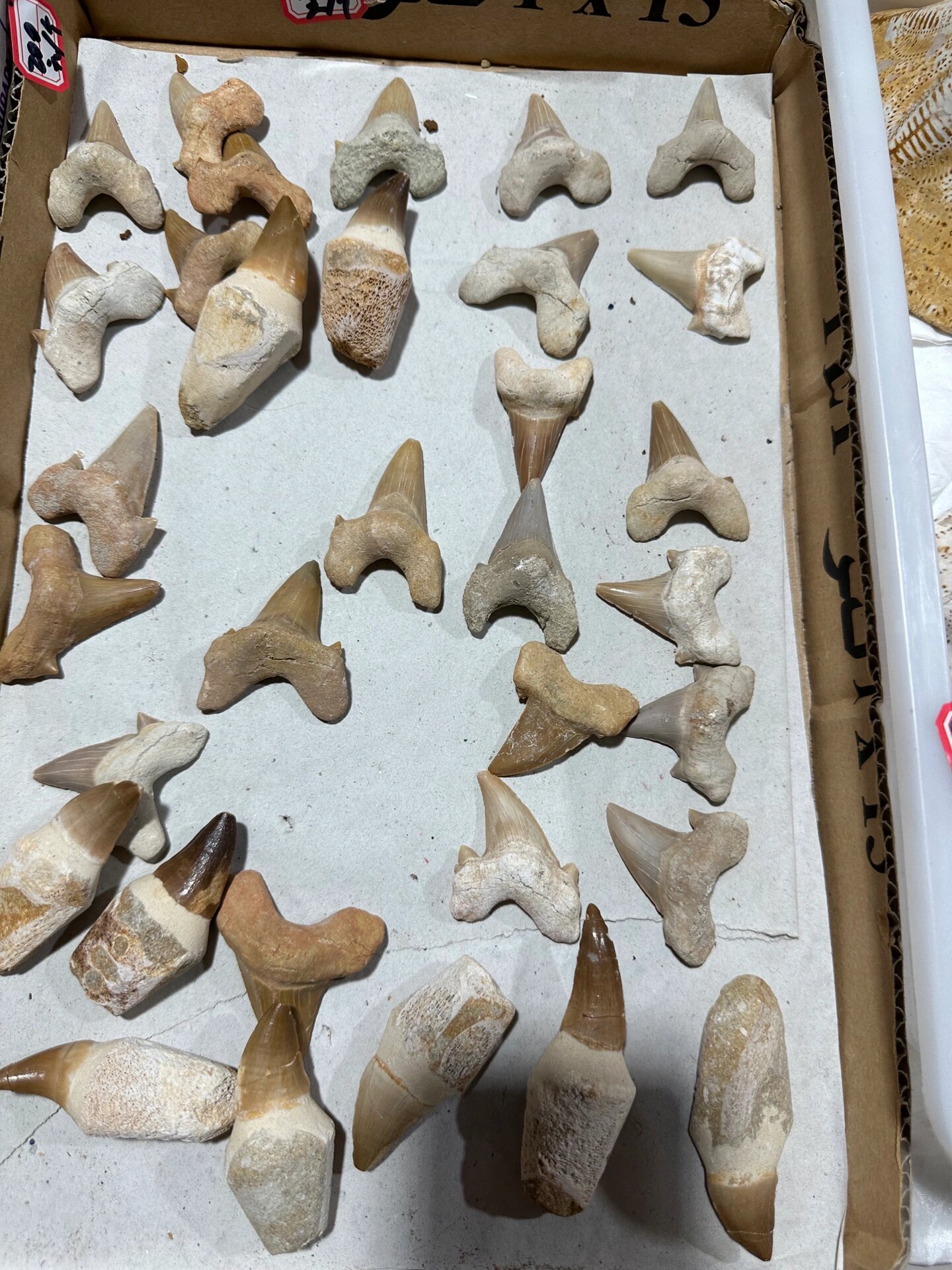 入门级牙齿化石