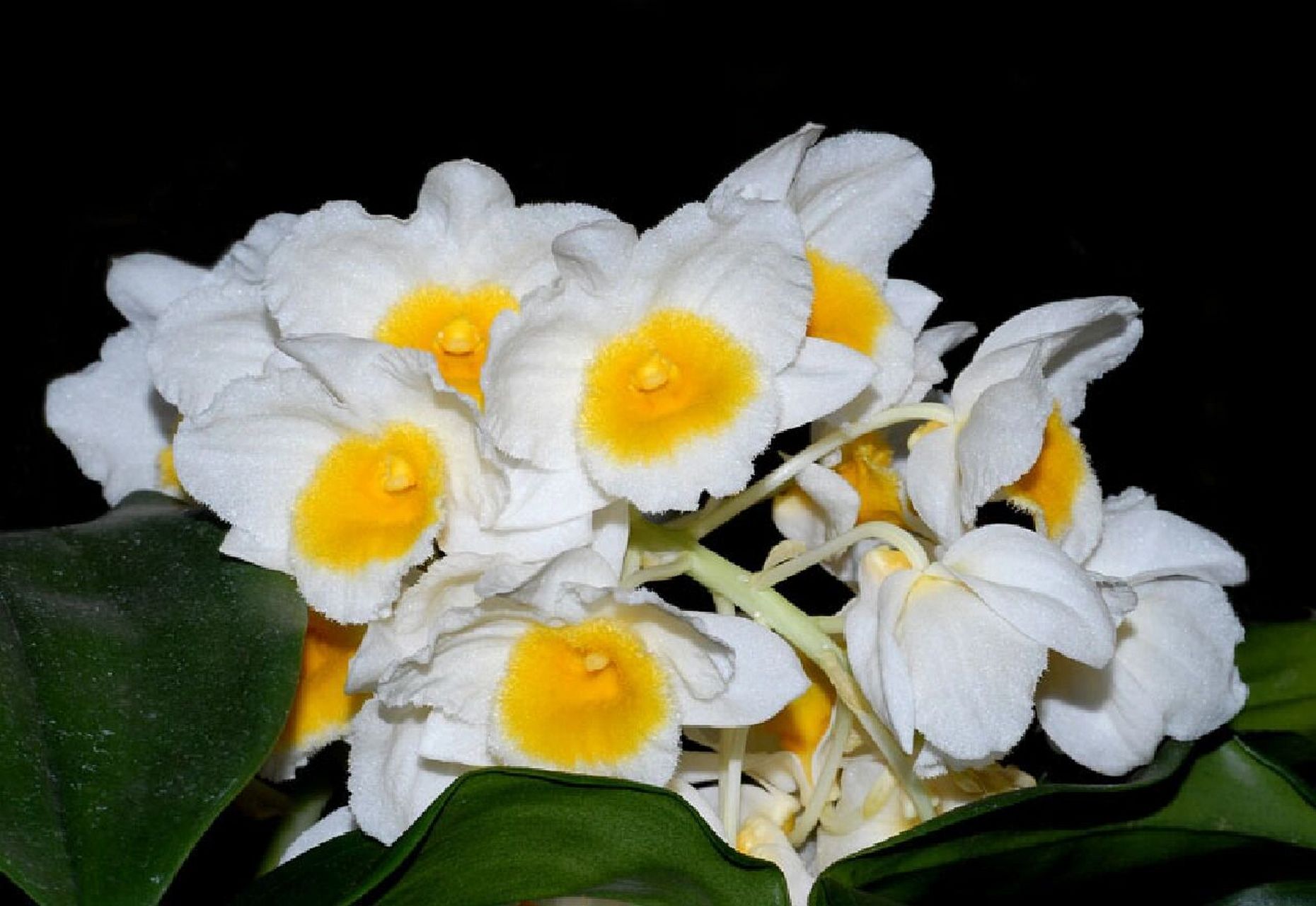 黄心(白法式)石斛dendrobium palpebrae lindley 1850 孟加拉国