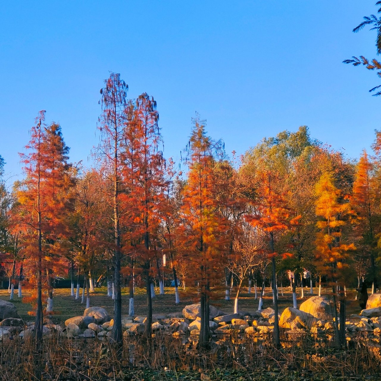 烟台市牟平区的鱼鸟河公园现在的森林正值一片殷红的时候,拍照超汲鲻