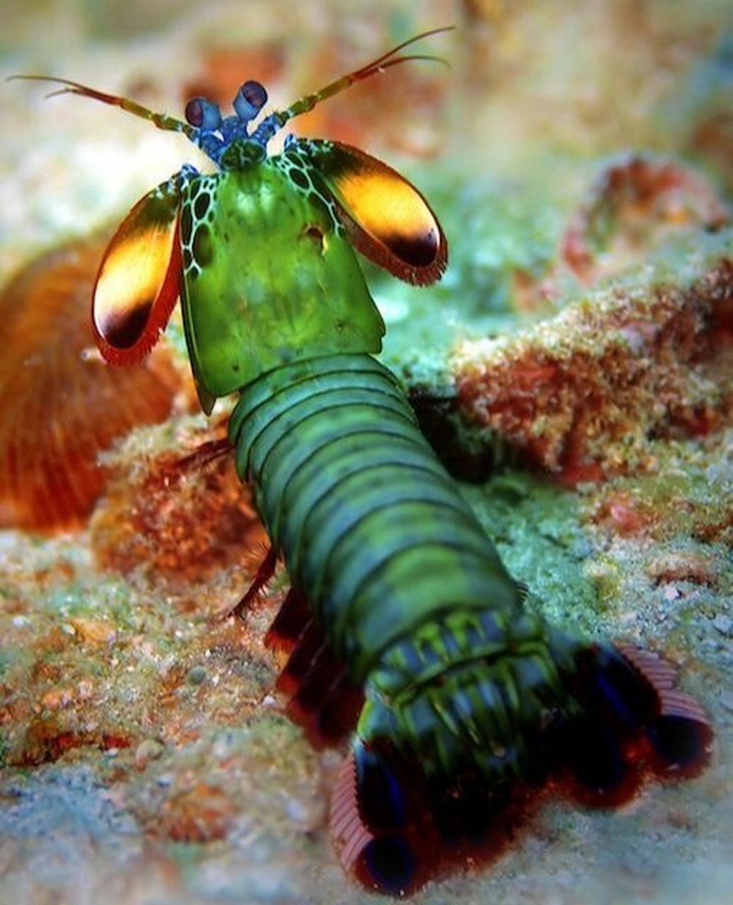 海底拳击手--雀尾螳螂虾 种族:甲壳类动物(不是真正的虾类动物) 身高