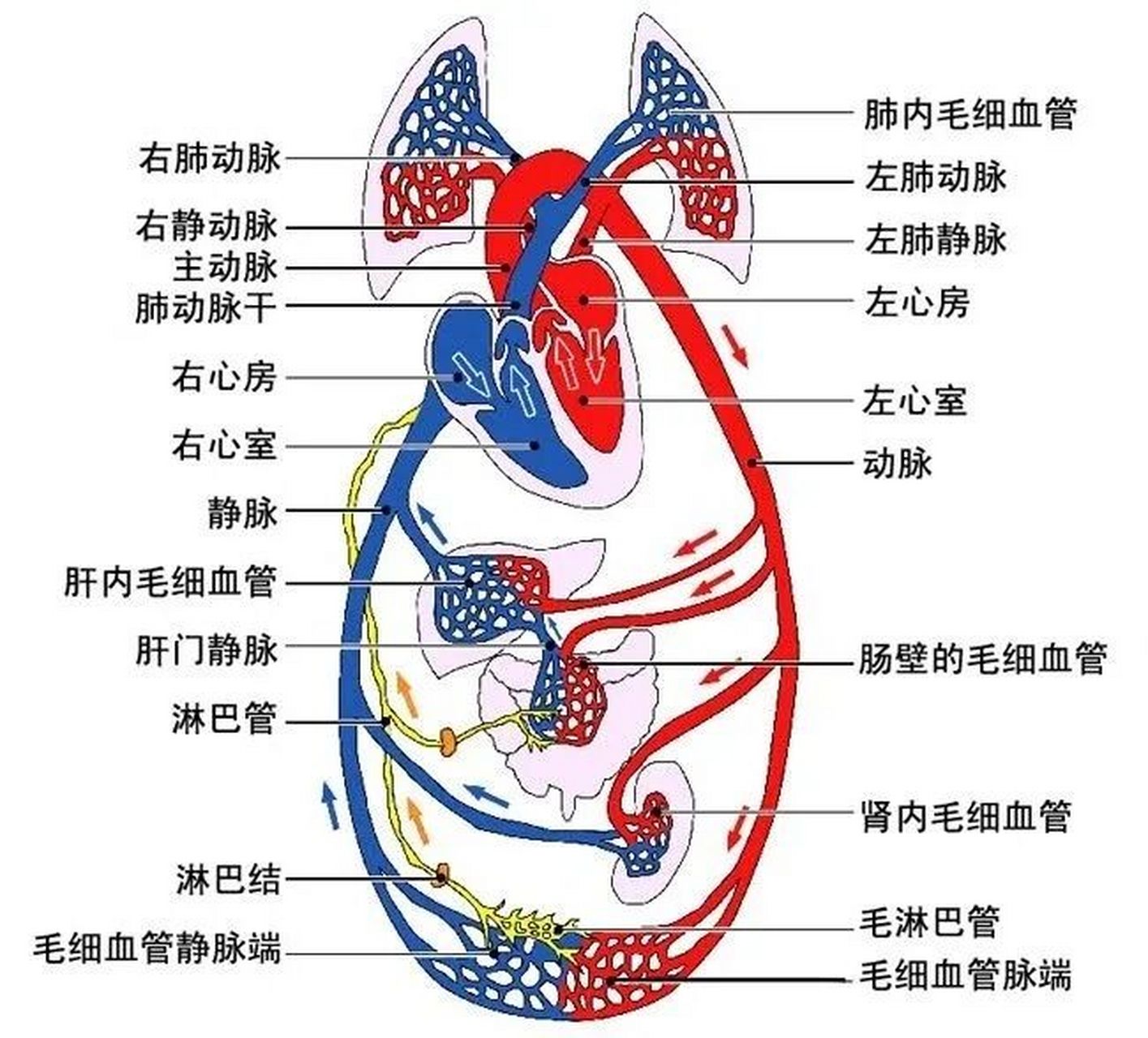 肺循环的过程图图片