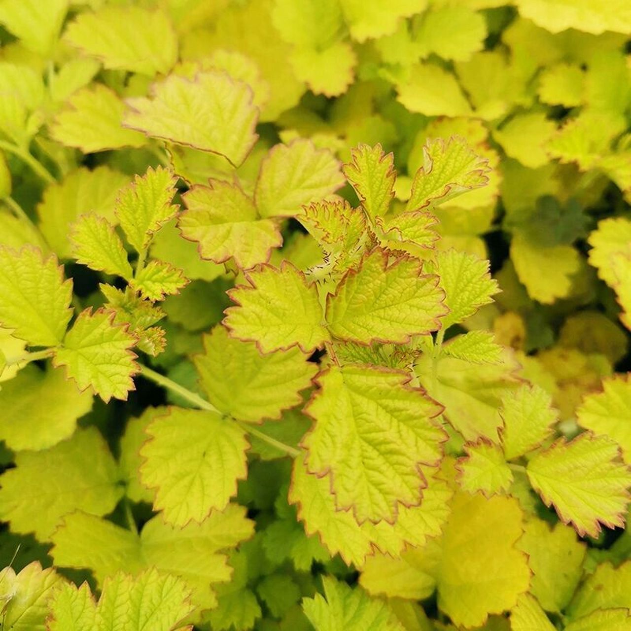 91金叶茅莓也叫金叶覆盆子,属于抗逆性强,几乎不需要打药,植株低矮