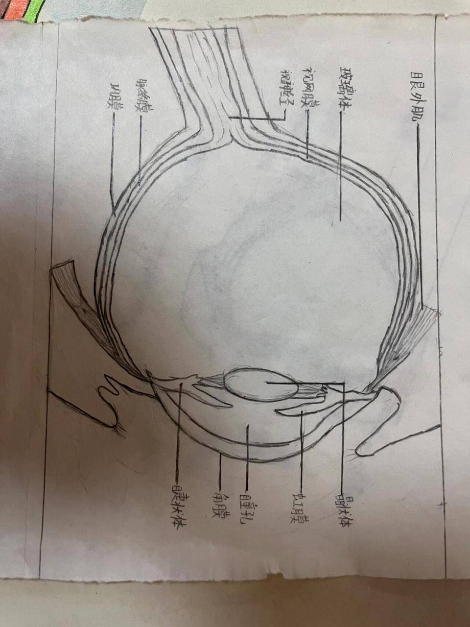 眼球的结构示意图简笔图片