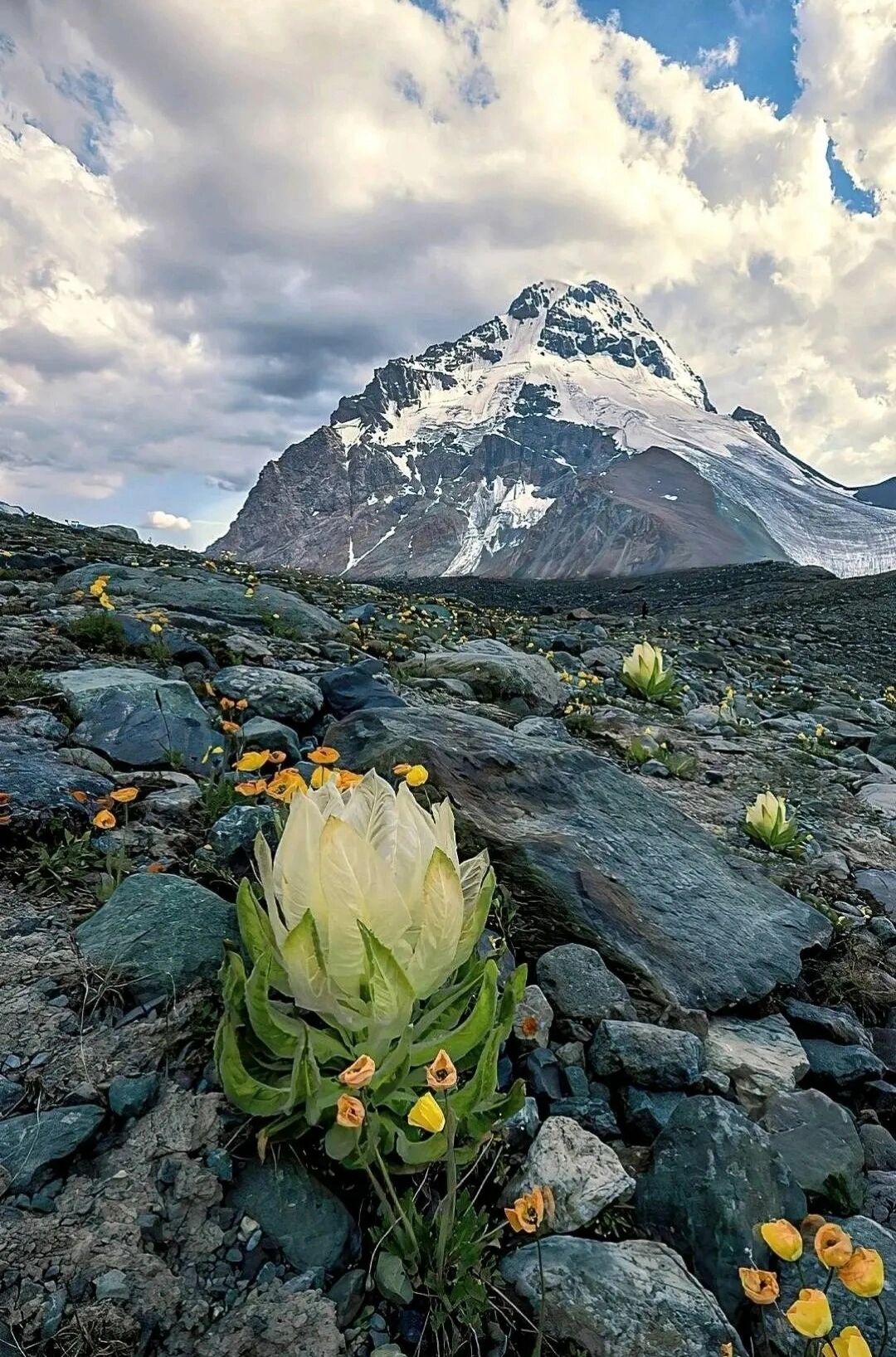 雪莲 天山雪莲,生长在海拔五千米左右的雪山9015脚下,每五年才能