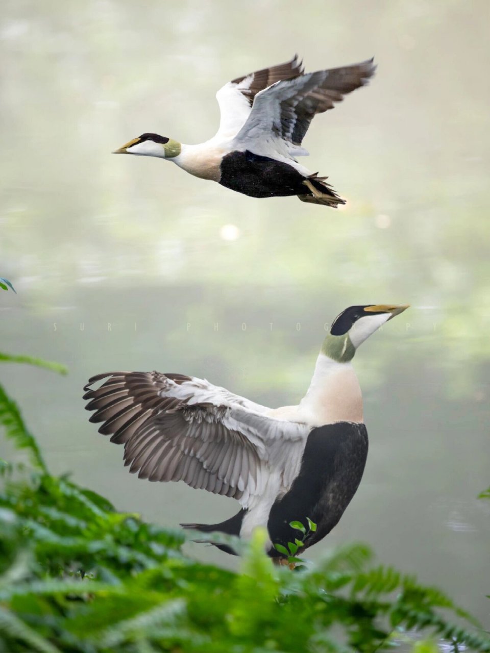 各种绒鸭的区别在于它们喙的长短和色彩不一样.