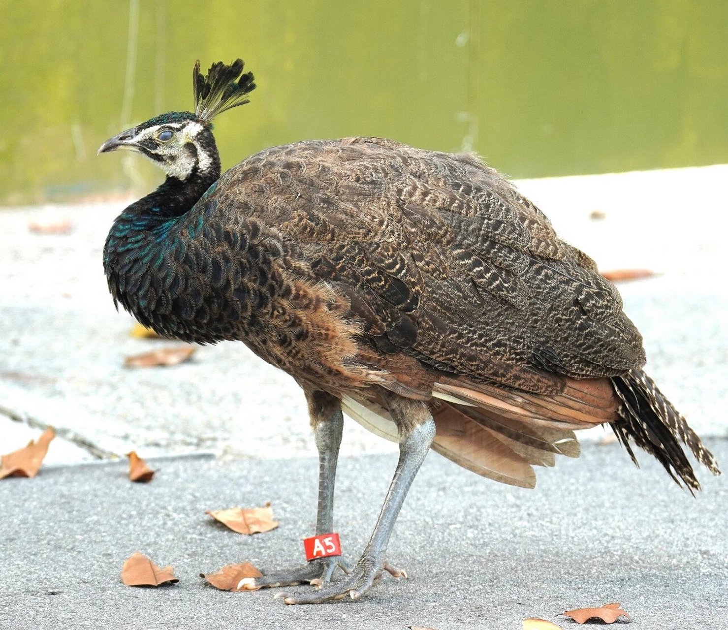 雌性蓝孔雀 虽无雄孔雀一身的华丽,却拥有高贵的气质!
