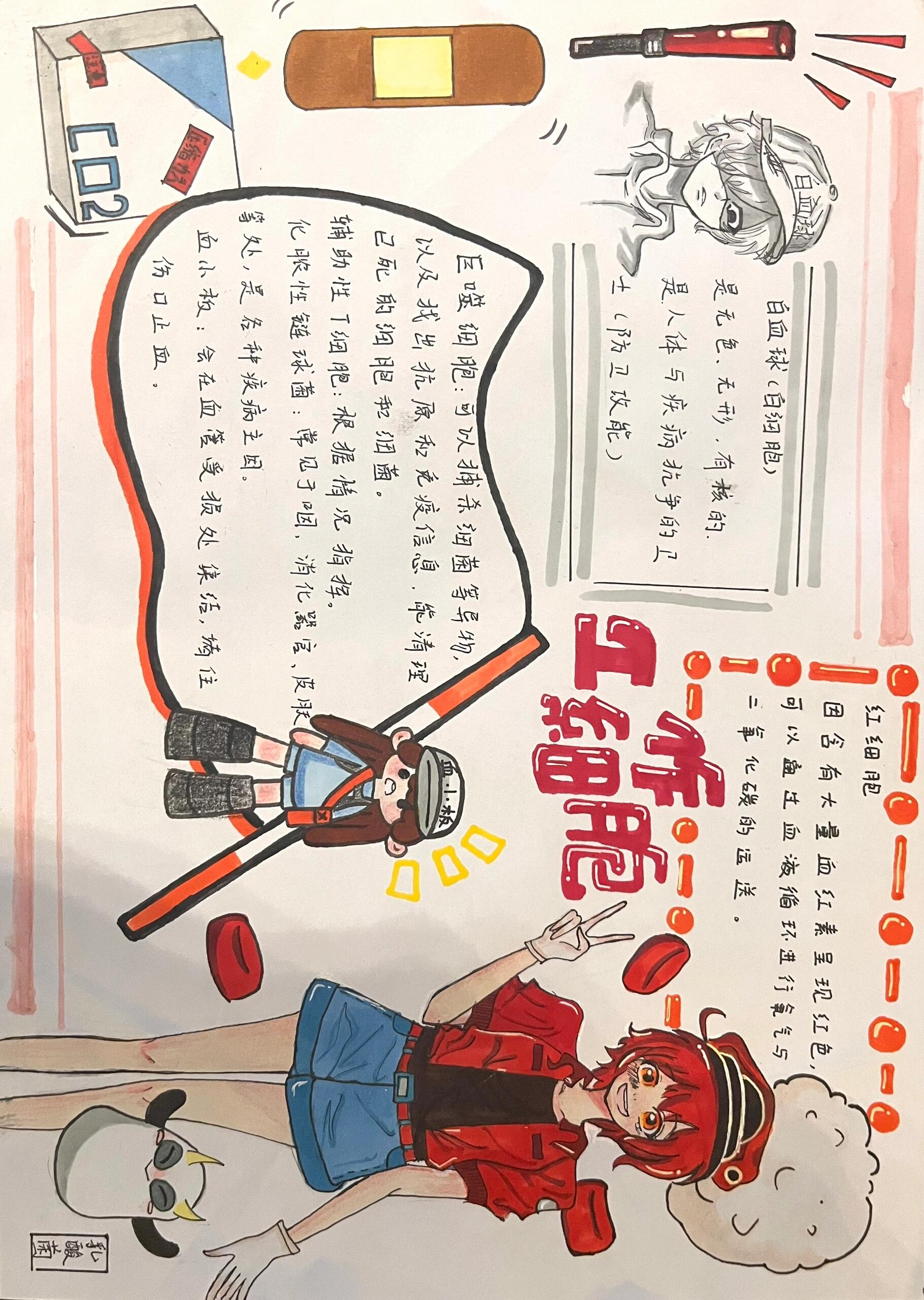 生物手抄报,片名《工作细胞》