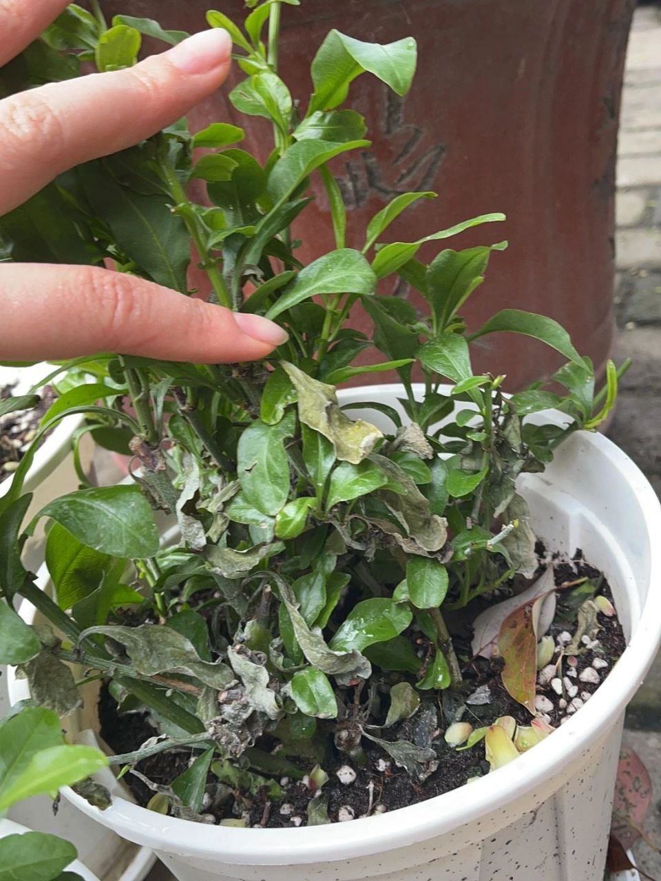 蓝雪花叶子干枯了怎么办01 如图,本来长得好好的,昨天下了雨之后