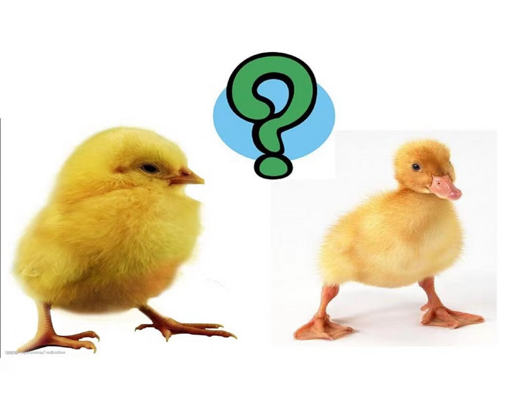 小鸡和小鸭ppt 幼儿园语言领域《小鸡和小鸭》ppt