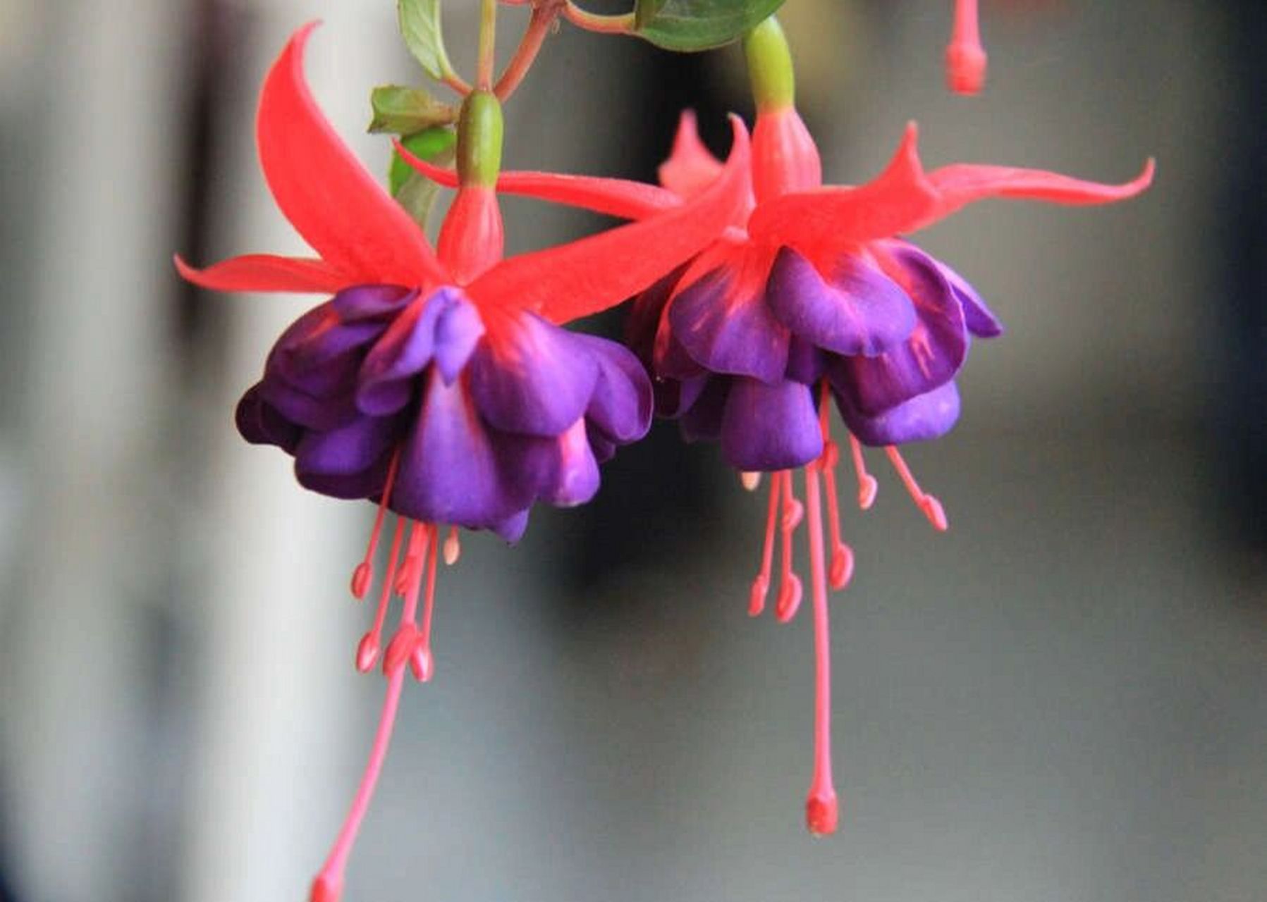 每天认识一种花材—96灯笼花96 花语 96吉祥 灯笼花的花语是