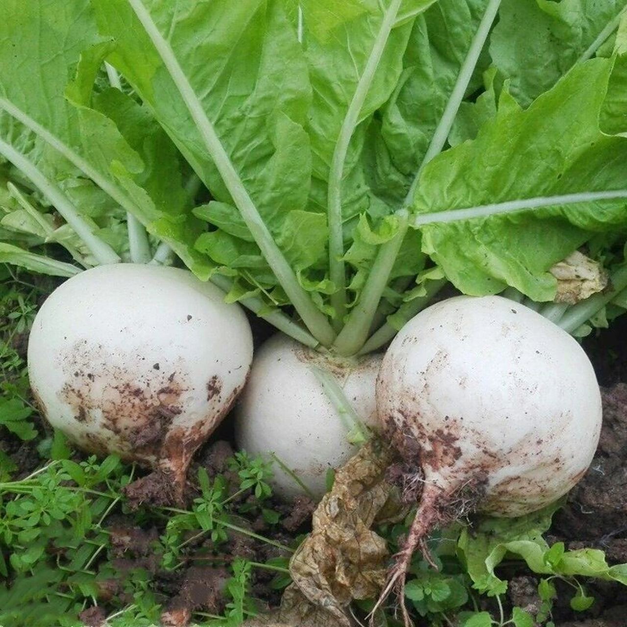 在我们四川 图一叫羊角菜,很多地方喊的棱guo菜,重庆地区大多叫菜头