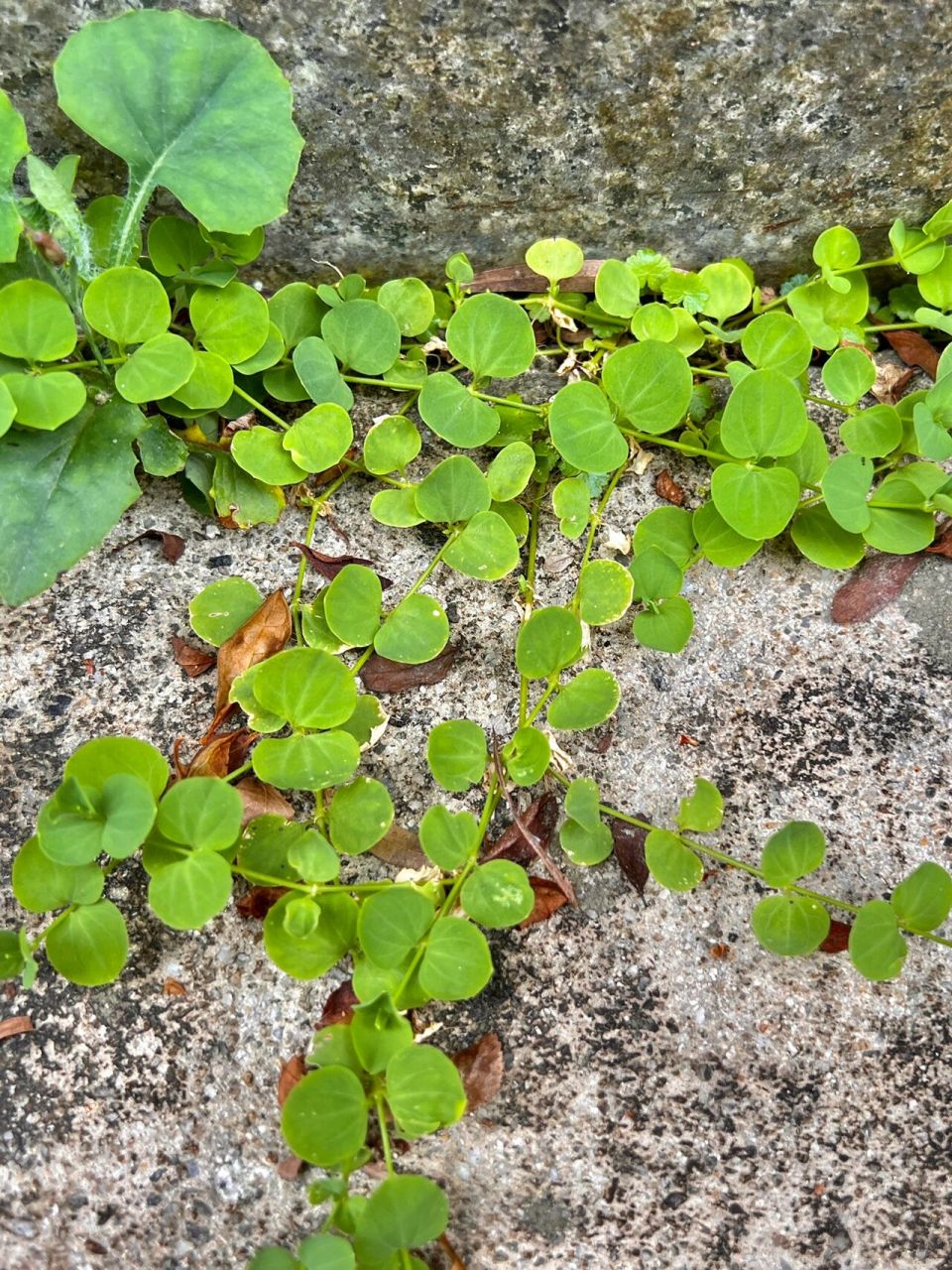willdenow ex schultes)是石竹科,荷莲豆草属一年生草本植物