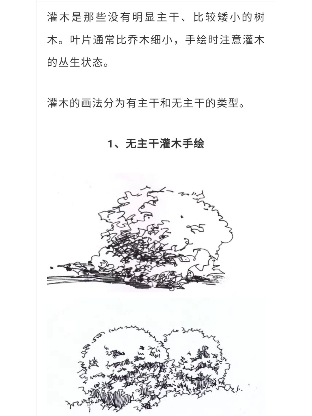 植物单体手绘干货 | 灌木这样画,超级简单