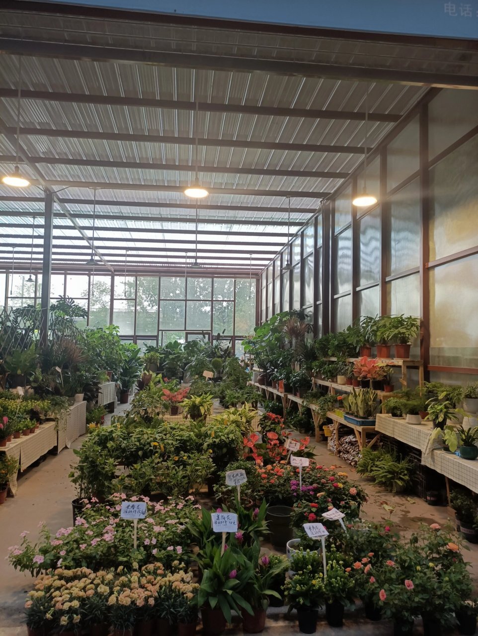 三圣乡花卉市场新位置在这里 今天想去买一些花卉和鱼类,之前没做攻略