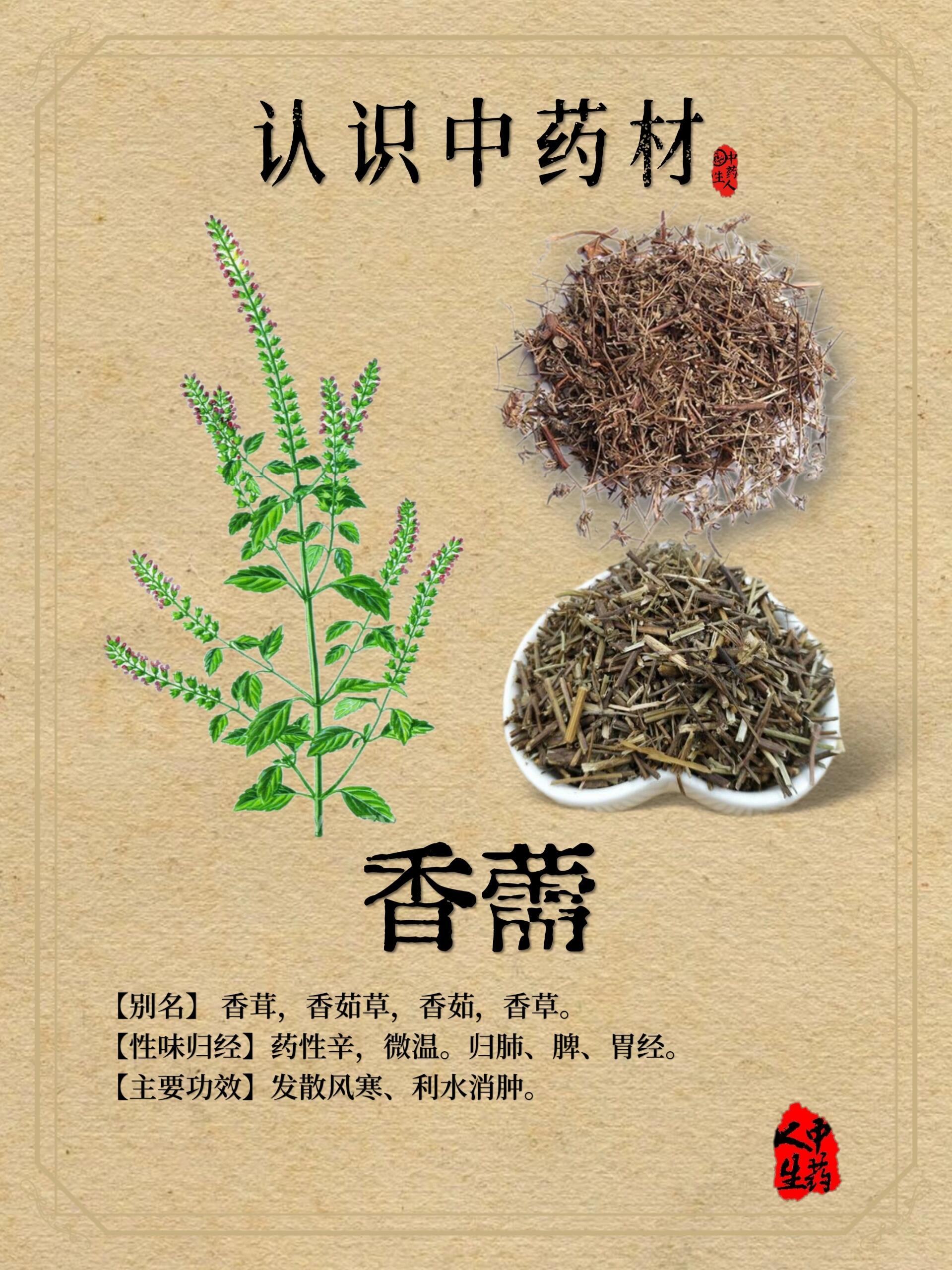 中药材—【香薷】 91【中药名】香薷 91【产地】主产于广东,广西