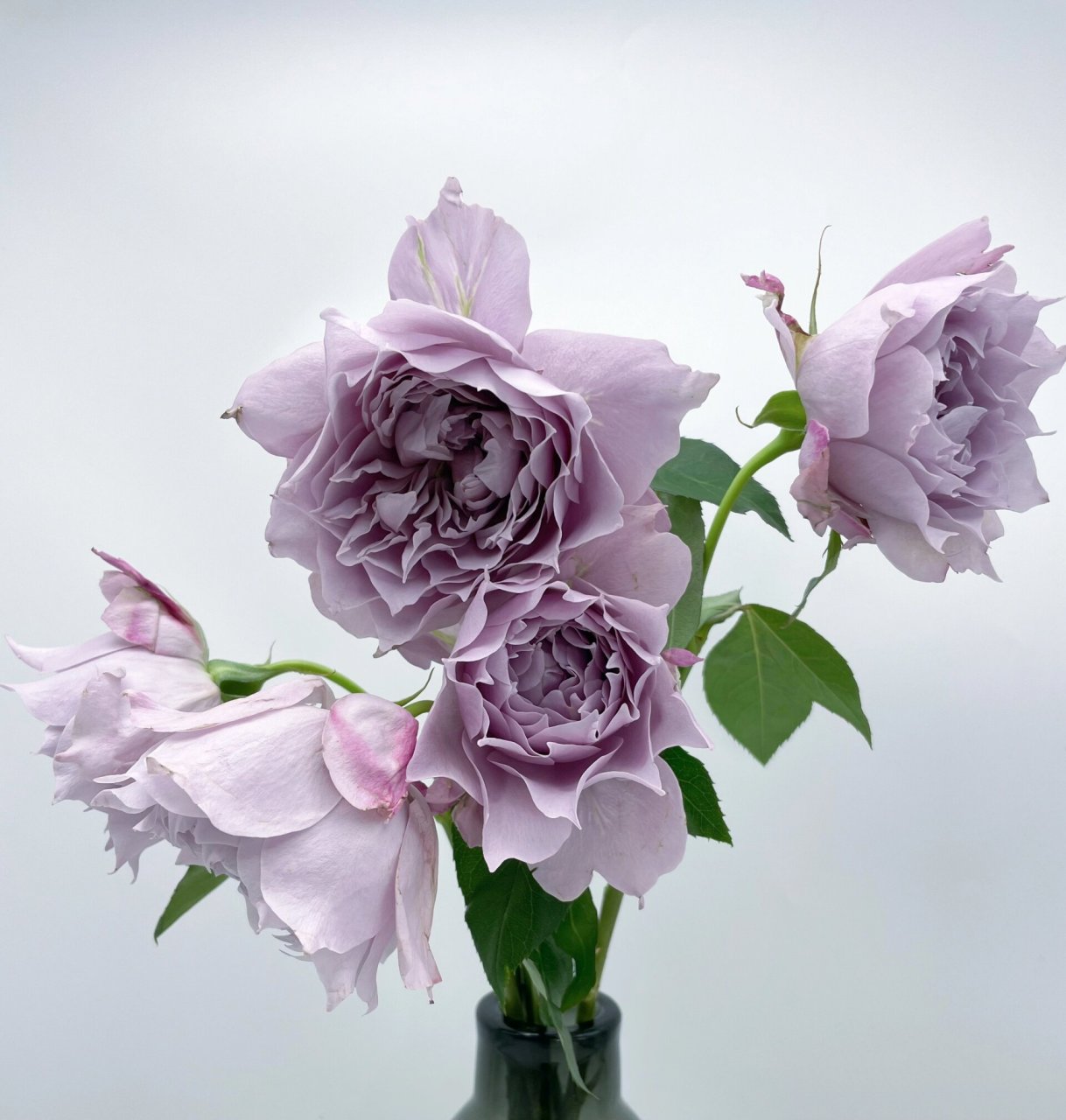 美到失语 美人尖 幻紫月季 幻紫真的太漂亮了,而且超级超级勤花,虽然