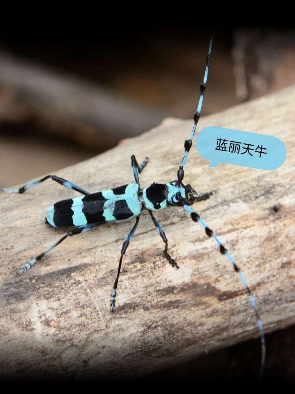 蓝丽天牛—每天认识一神奇物种 【蓝丽天牛】 	 自然界中的蓝色生物总