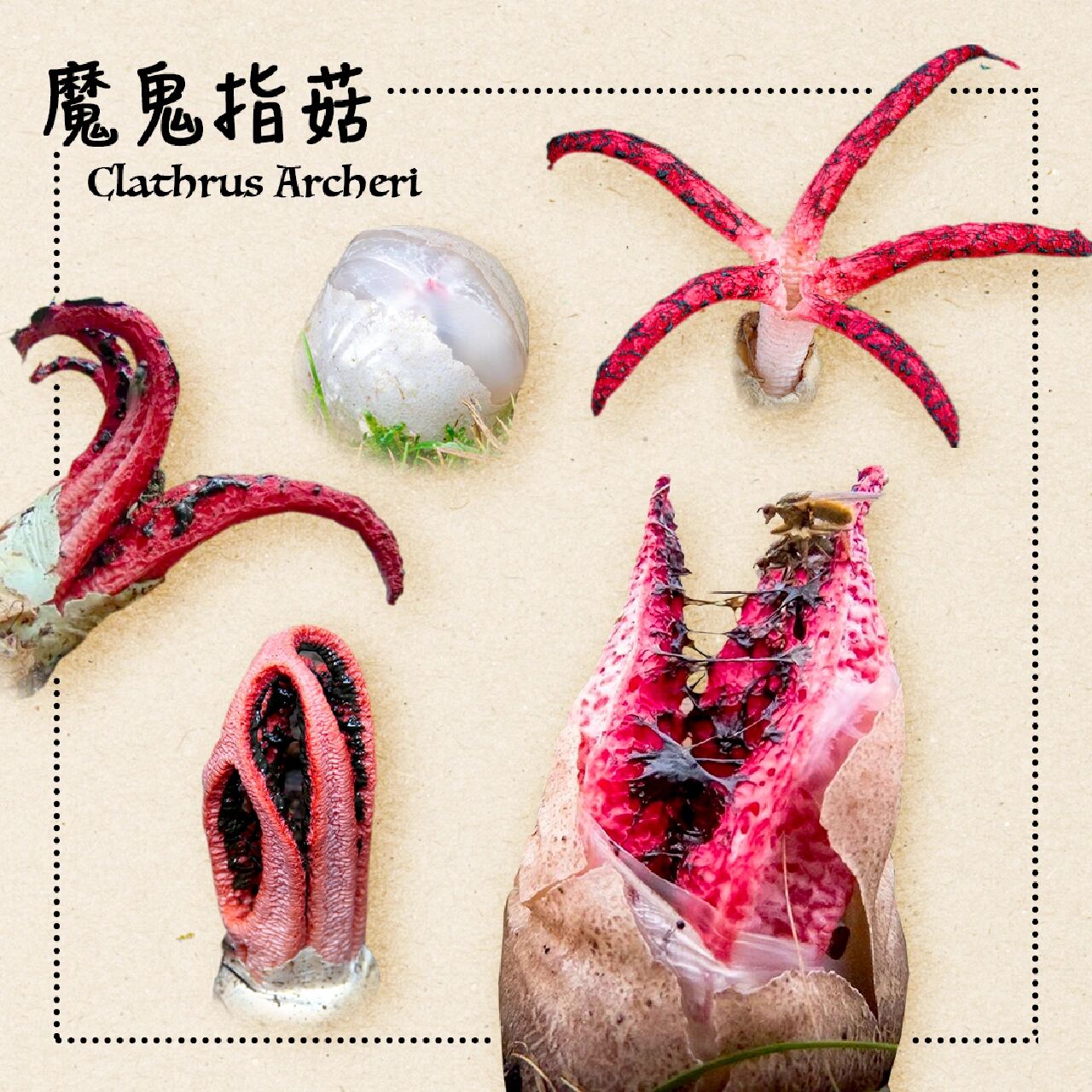 菇学名阿切氏笼头菌(clathrus archeri),又叫章鱼臭角,鬼笔科笼头菌属