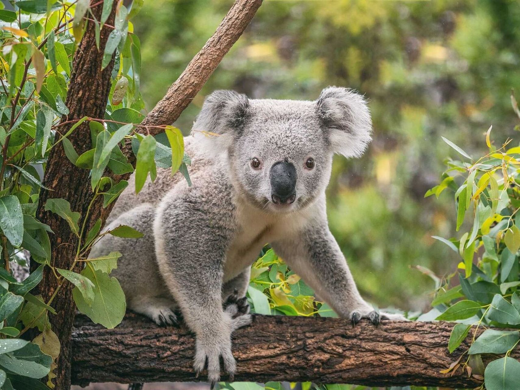 悉尼动物园奇观图片