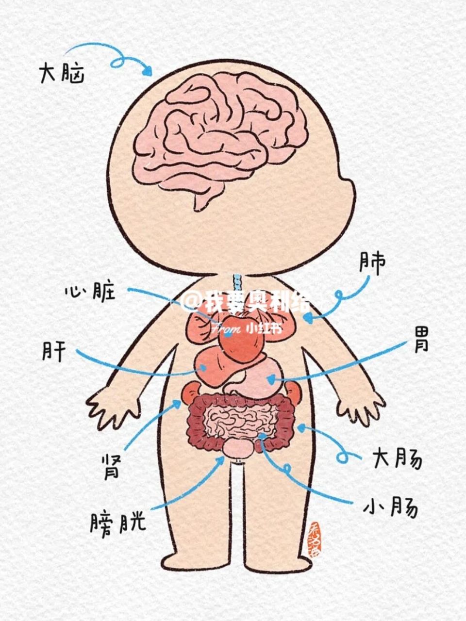 幼儿园人体器官简化图图片