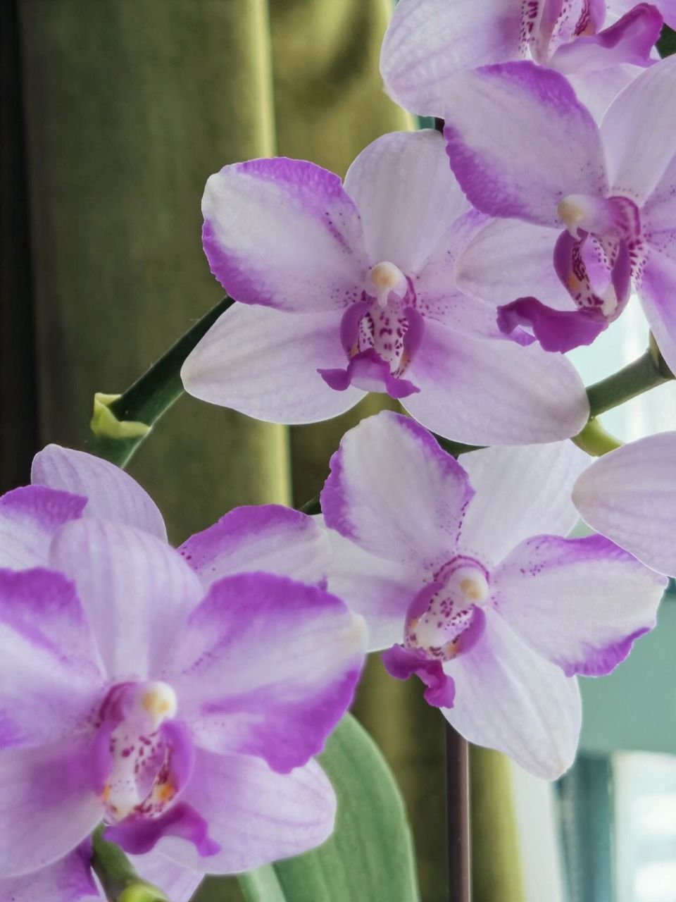 蝴蝶兰品种简介: 紫水晶 蝴蝶兰紫水晶属于夏花型蝴蝶兰,喜在夏季盛开