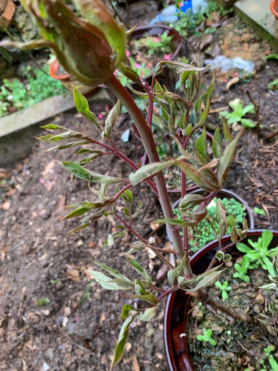 芍药花这叶子卷卷的正常吗?