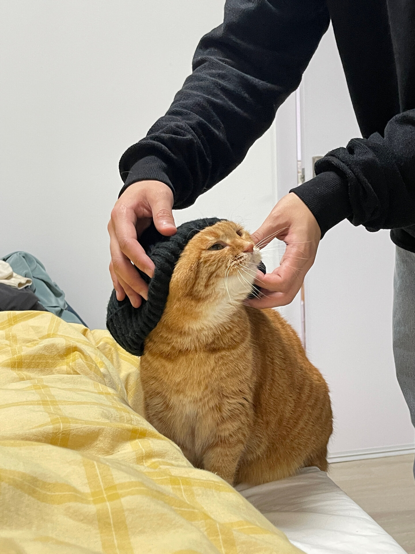 外面都传开了,不戴帽子的猫猫耳朵会冻掉!