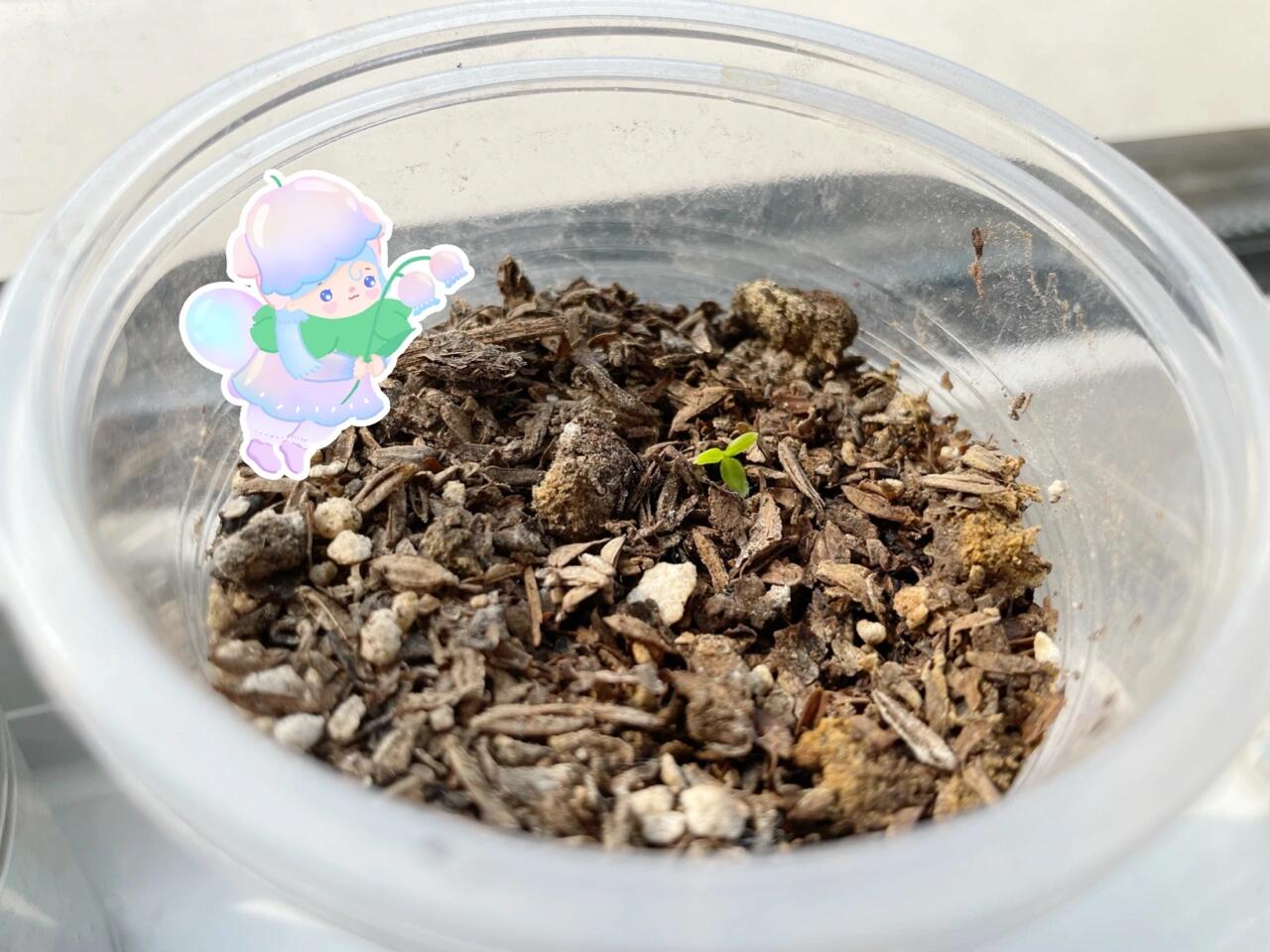 历时1个多月,自取的树莓种子真的发芽啦!