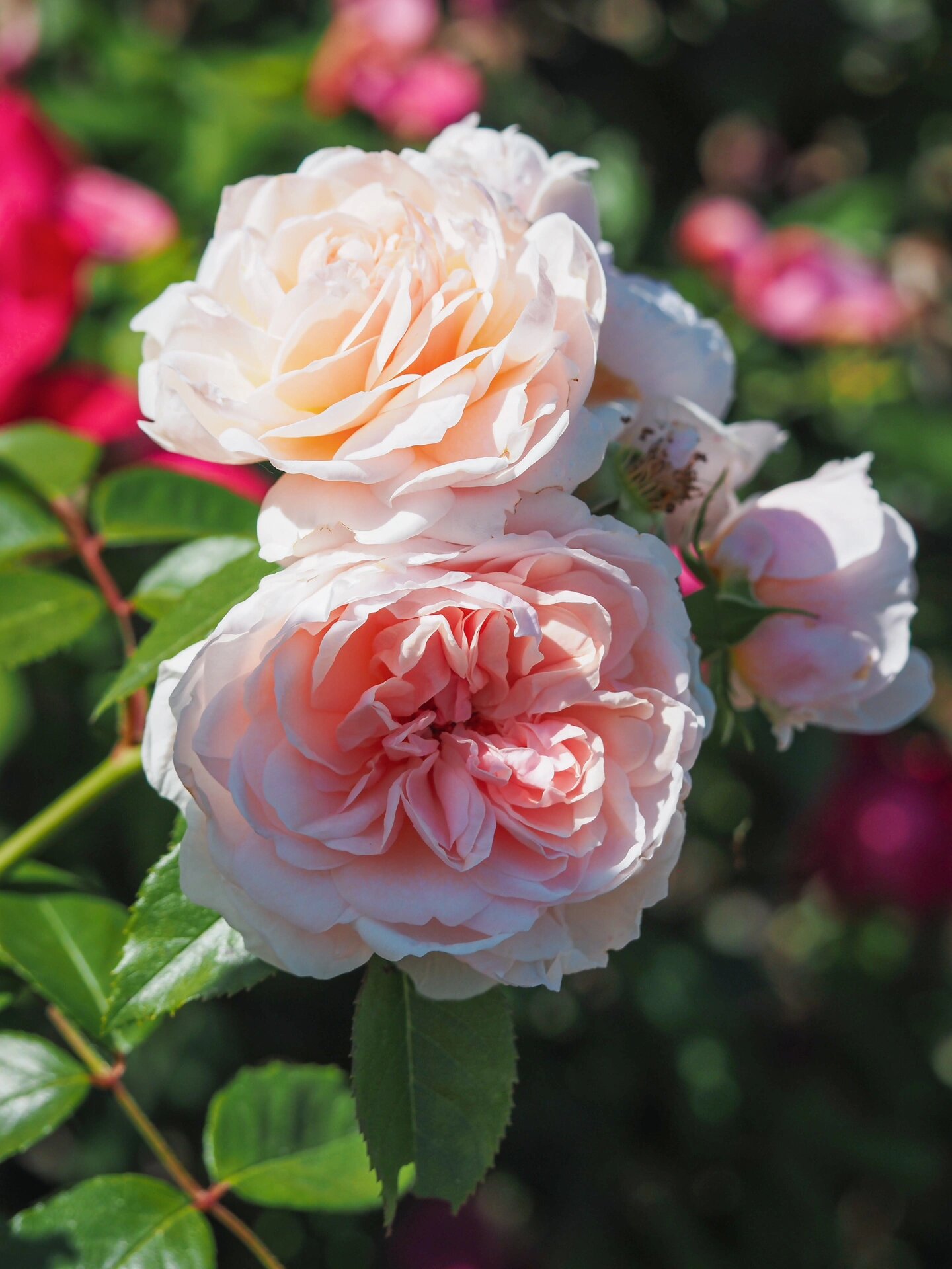 萨布丽娜 meiptorius 其实是我们德国团队筛选出来的品种,所以她在多